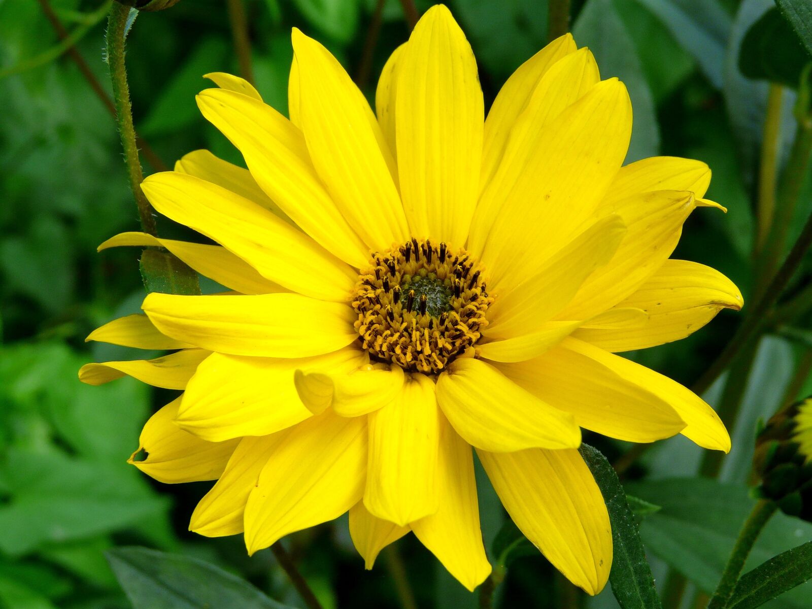 Panasonic DMC-FZ18 sample photo. Arnica, blossom, bloom photography