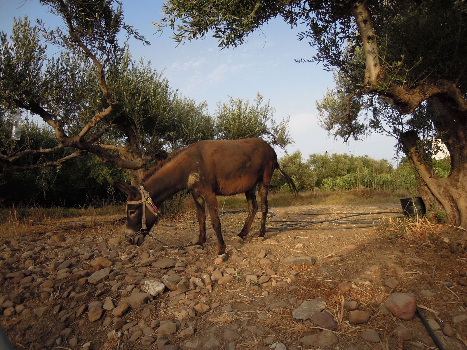 Nikon Coolpix P300 sample photo. In the ass, crete photography