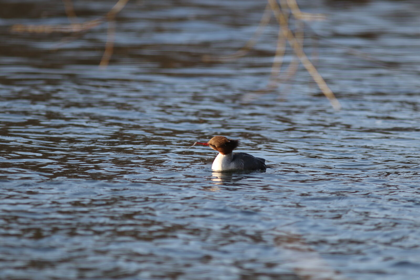 Canon EF 300mm F4L IS USM sample photo
