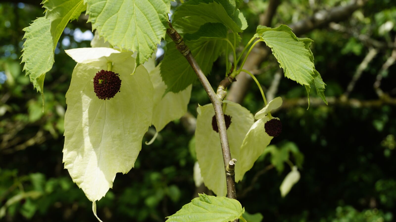 Sony DT 18-55mm F3.5-5.6 SAM II sample photo. Plant, handkerchief tree, blossom photography