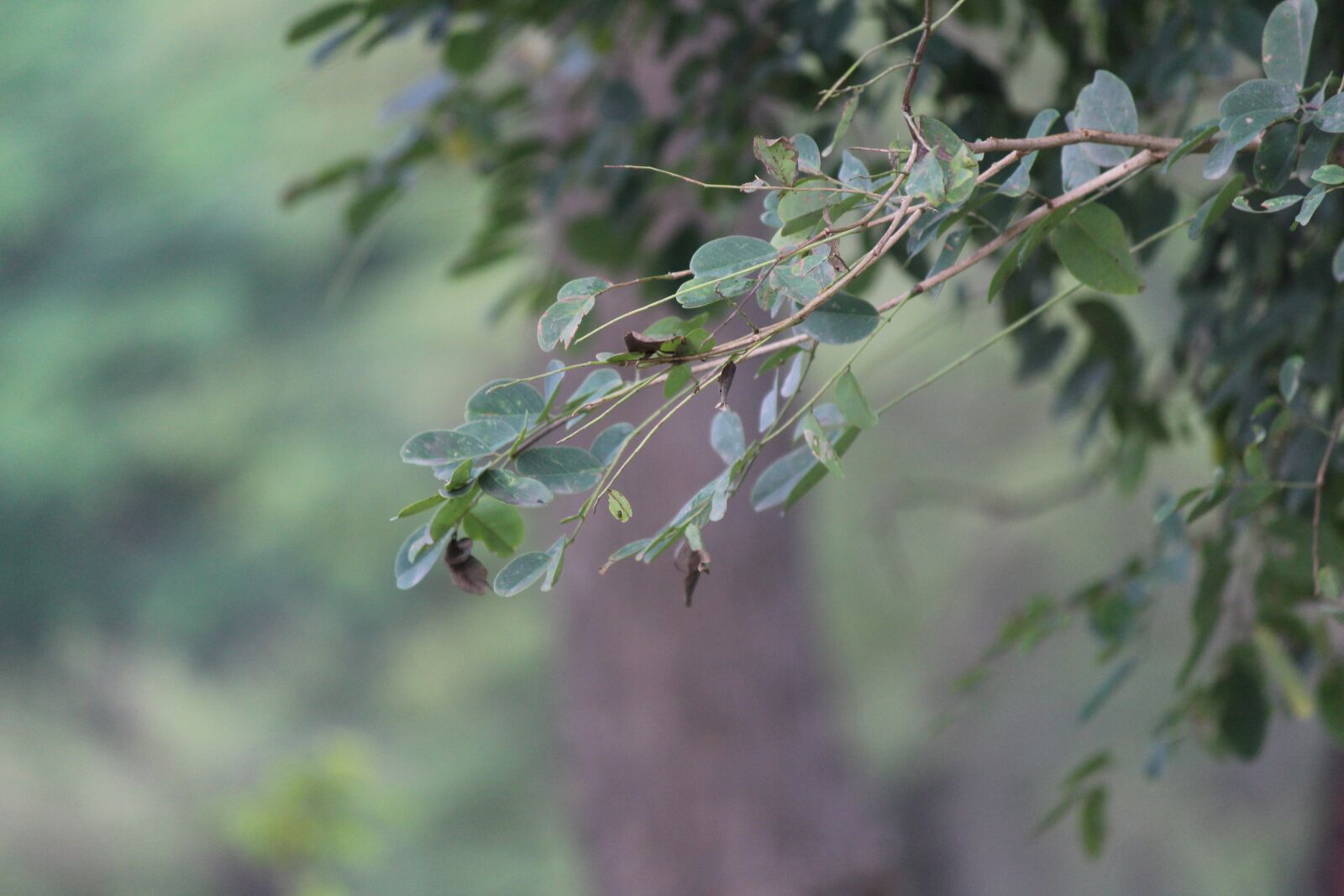 Canon EOS 700D (EOS Rebel T5i / EOS Kiss X7i) sample photo. Leaves, outdoor, nature photography