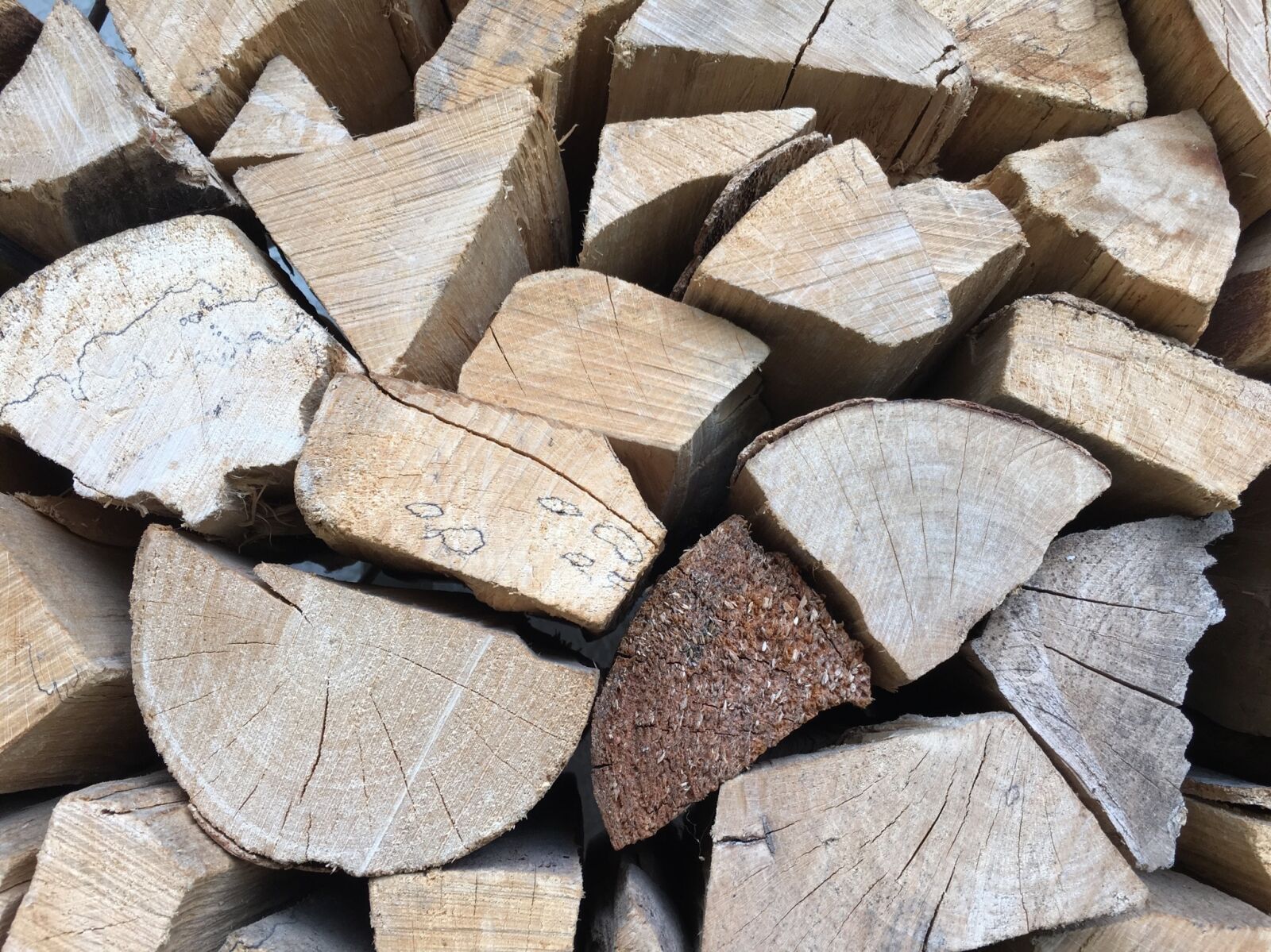 Apple iPhone 6s sample photo. Wood, forest, trees photography