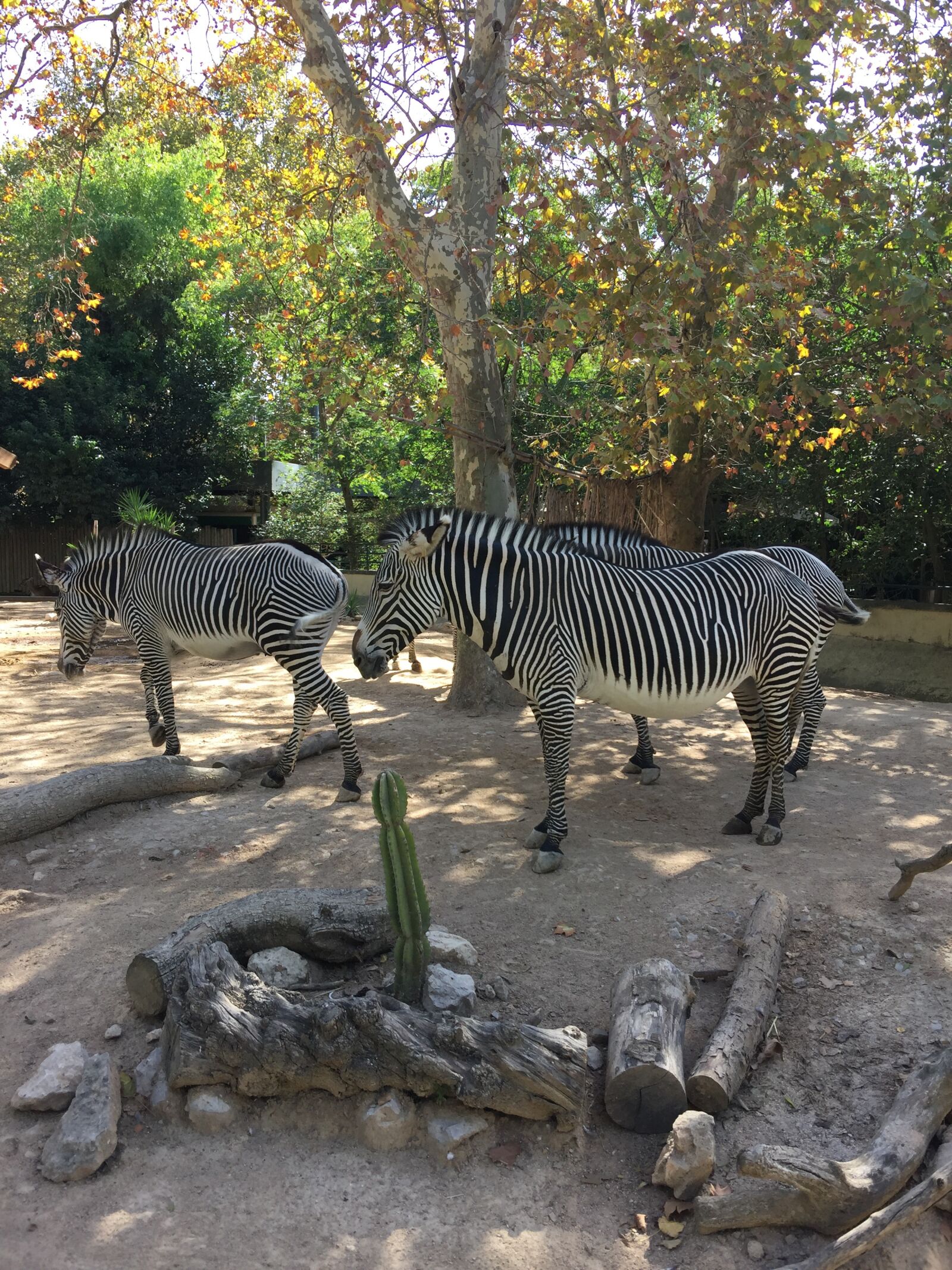 iPhone 6 Plus back camera 4.15mm f/2.2 sample photo. Zebra, wildlife, africa photography
