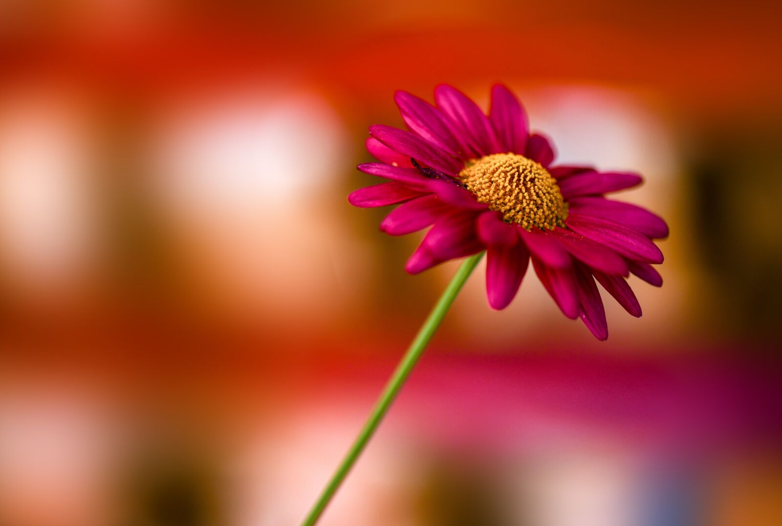 Nikon D850 sample photo. Margaret, flowers, spring photography