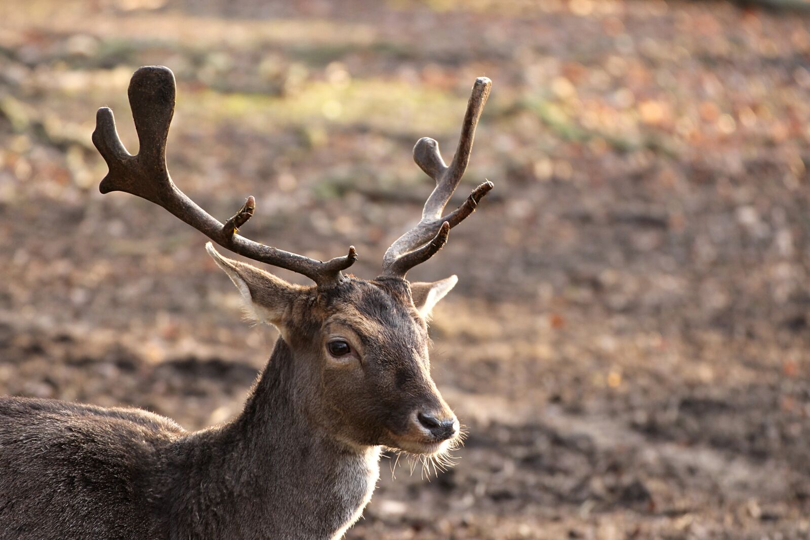 Canon EOS 1200D (EOS Rebel T5 / EOS Kiss X70 / EOS Hi) sample photo. Roe deer, antler, rehkopf photography