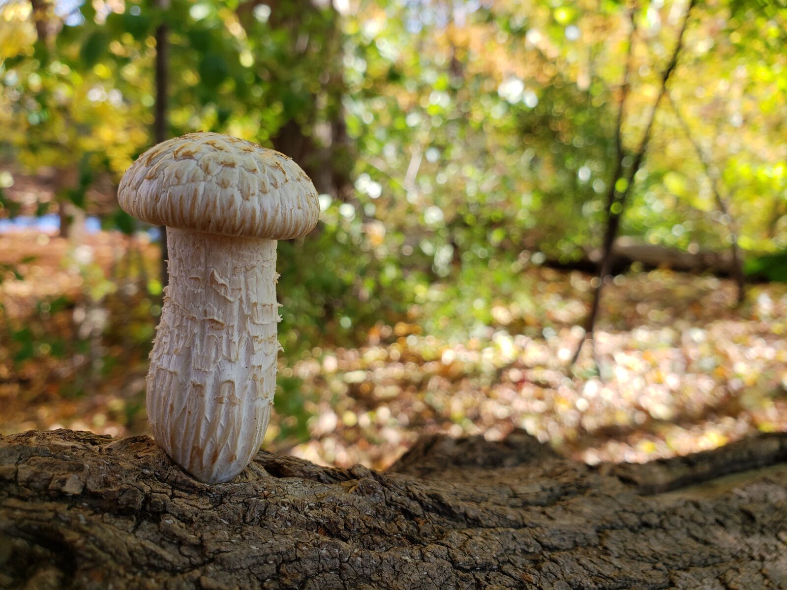 Samsung Galaxy S9 sample photo. Mushroom, forest, autumn photography