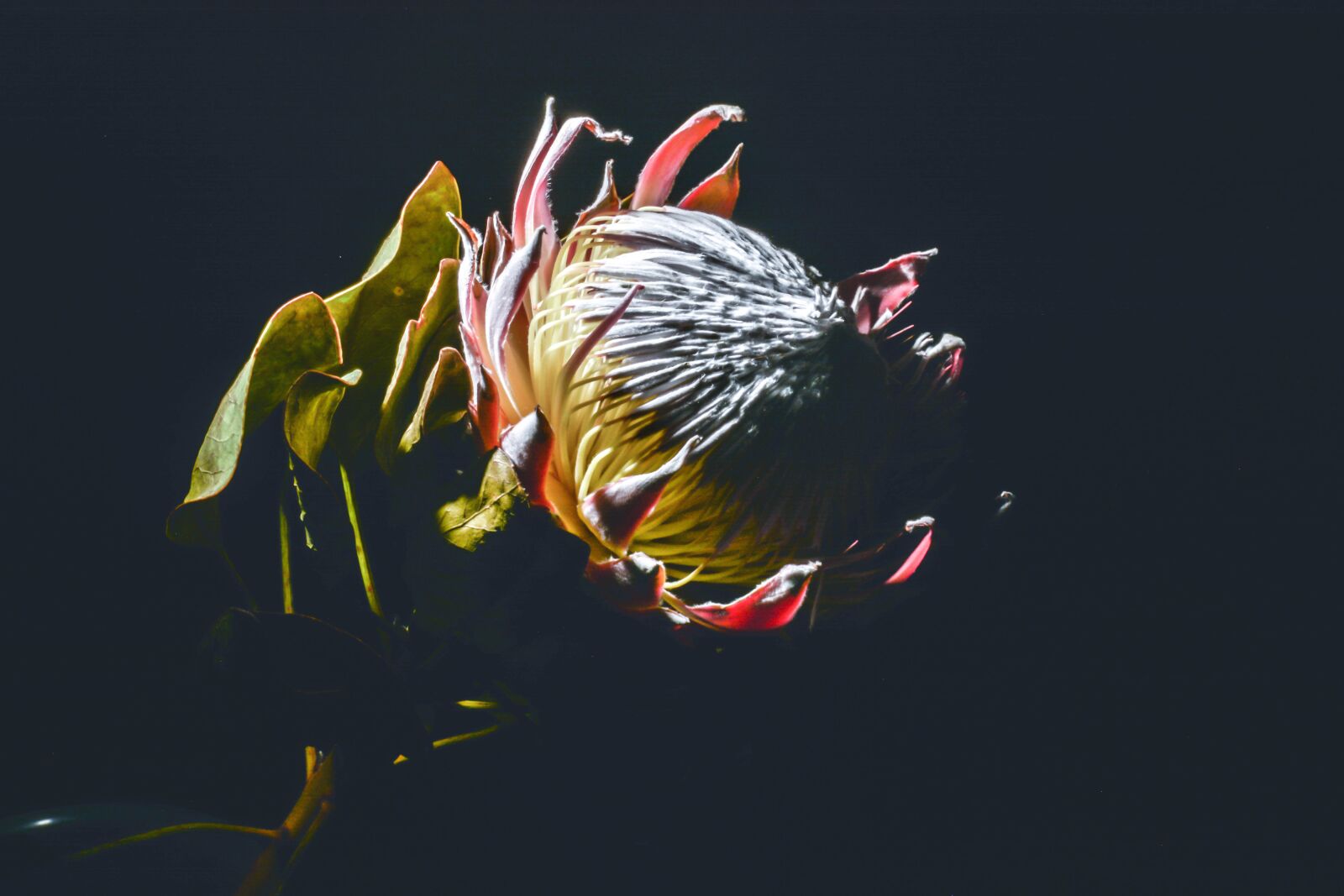 Tamron SP 24-70mm F2.8 Di VC USD sample photo. Protea, floral, flower photography