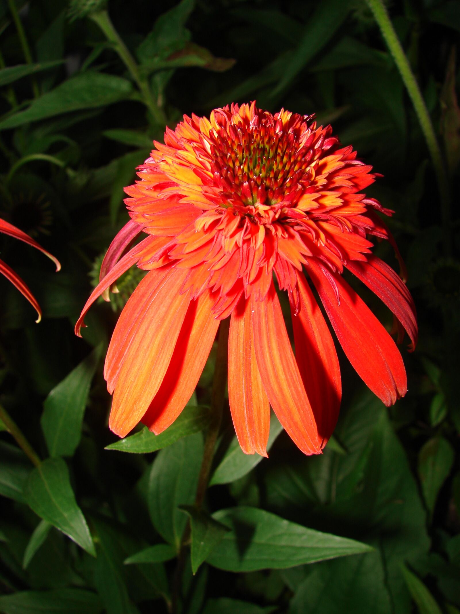 Sony DSC-H2 sample photo. Echinacea, orange, purpurea photography
