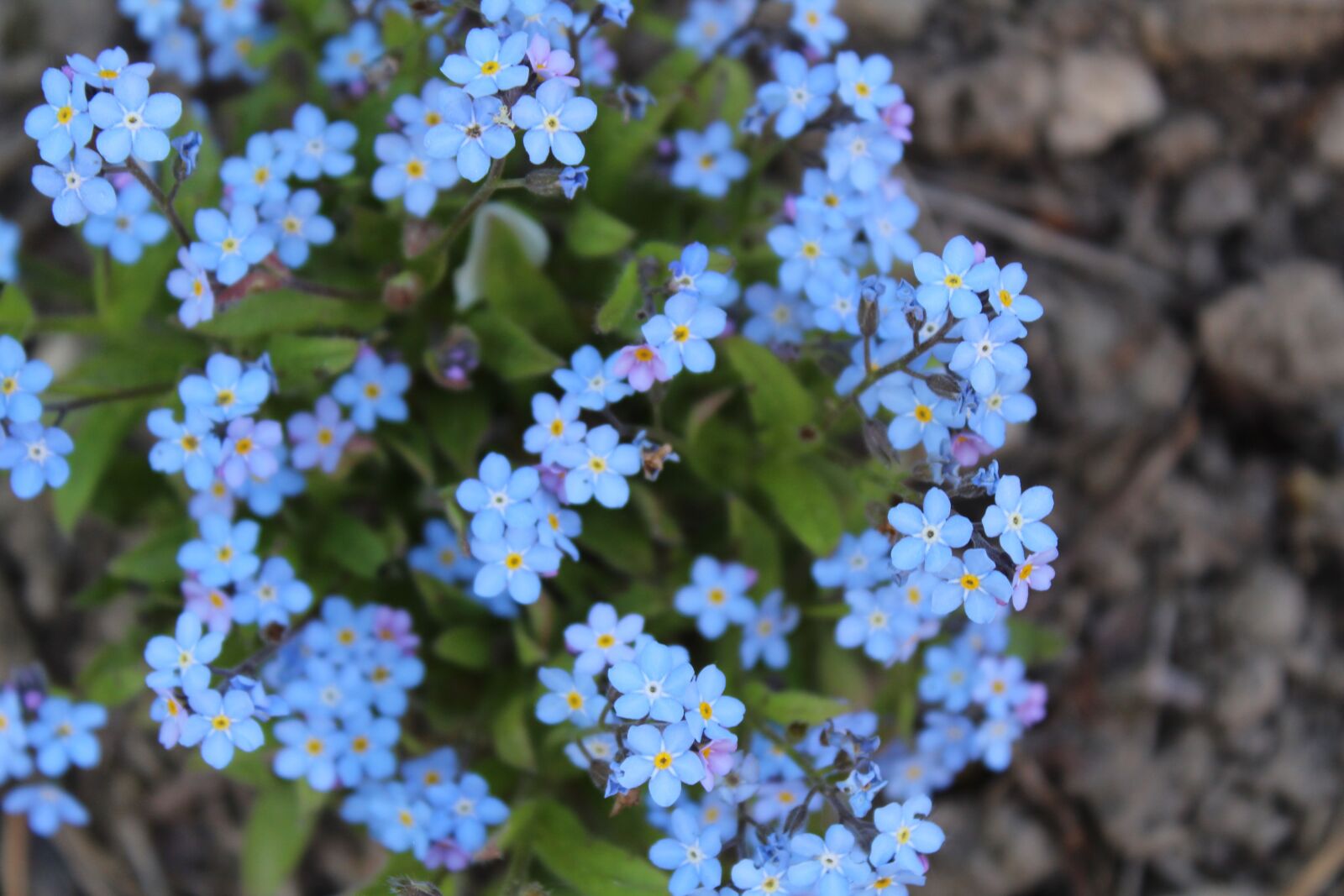 Canon EOS 1300D (EOS Rebel T6 / EOS Kiss X80) sample photo. Forget me not, blue photography