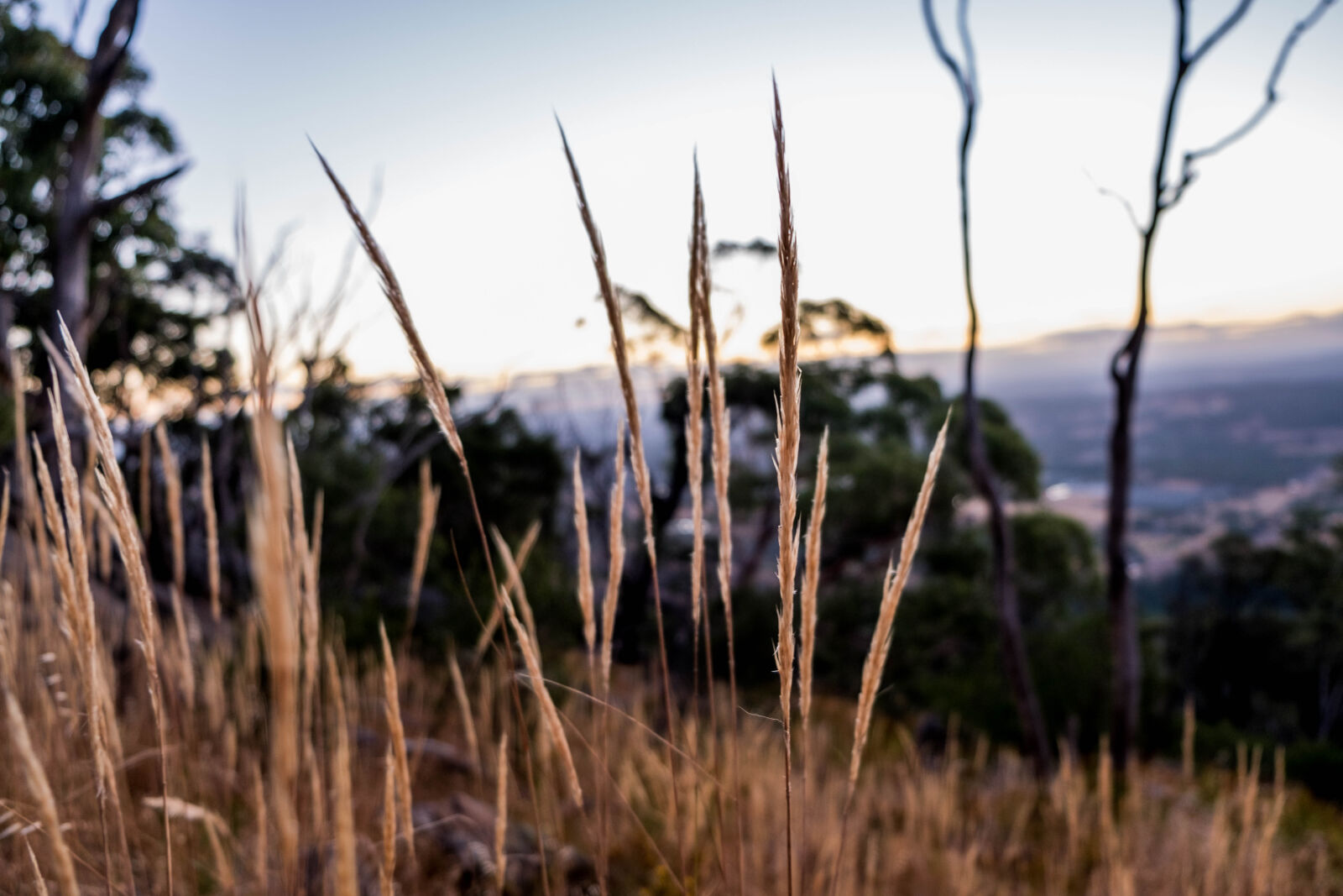 Fujifilm X-T2 sample photo. Blade, of, grass, grass photography