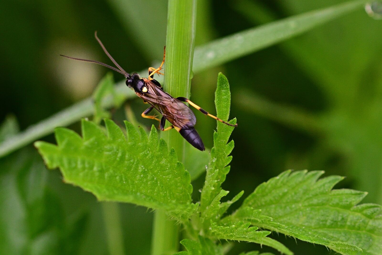 Nikon D5200 sample photo. Beetle, insect, nature photography
