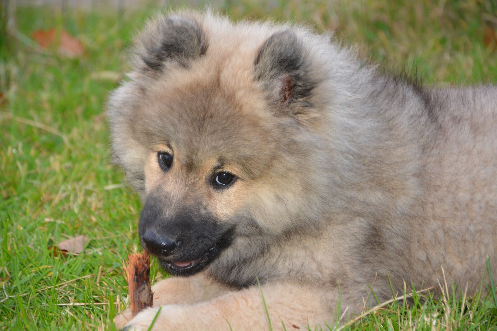 Nikon D5200 sample photo. Dog, puppy, pup photography