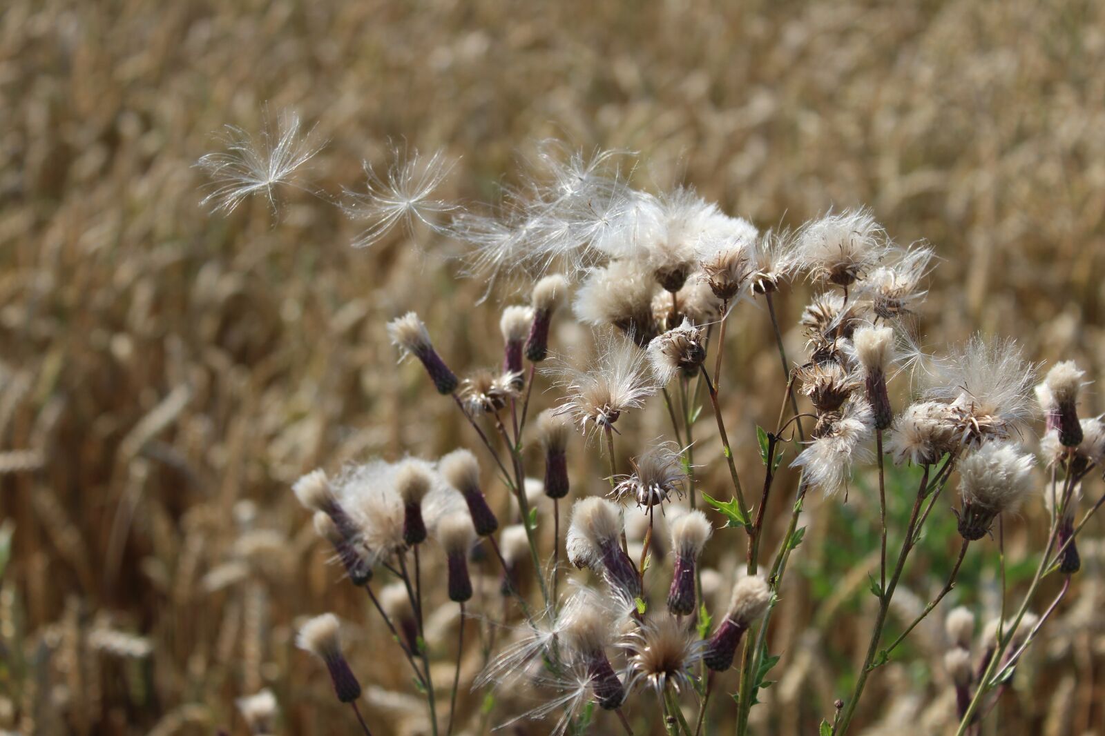 Canon EOS 1300D (EOS Rebel T6 / EOS Kiss X80) sample photo. Thistles, wind, wild flowers photography