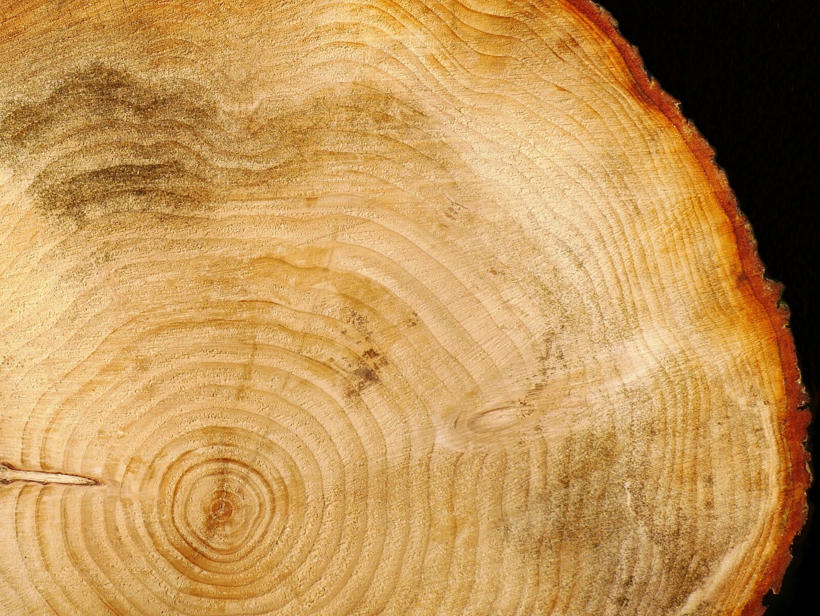 Panasonic Lumix DMC-GX85 (Lumix DMC-GX80 / Lumix DMC-GX7 Mark II) sample photo. Wood, log, annual rings photography