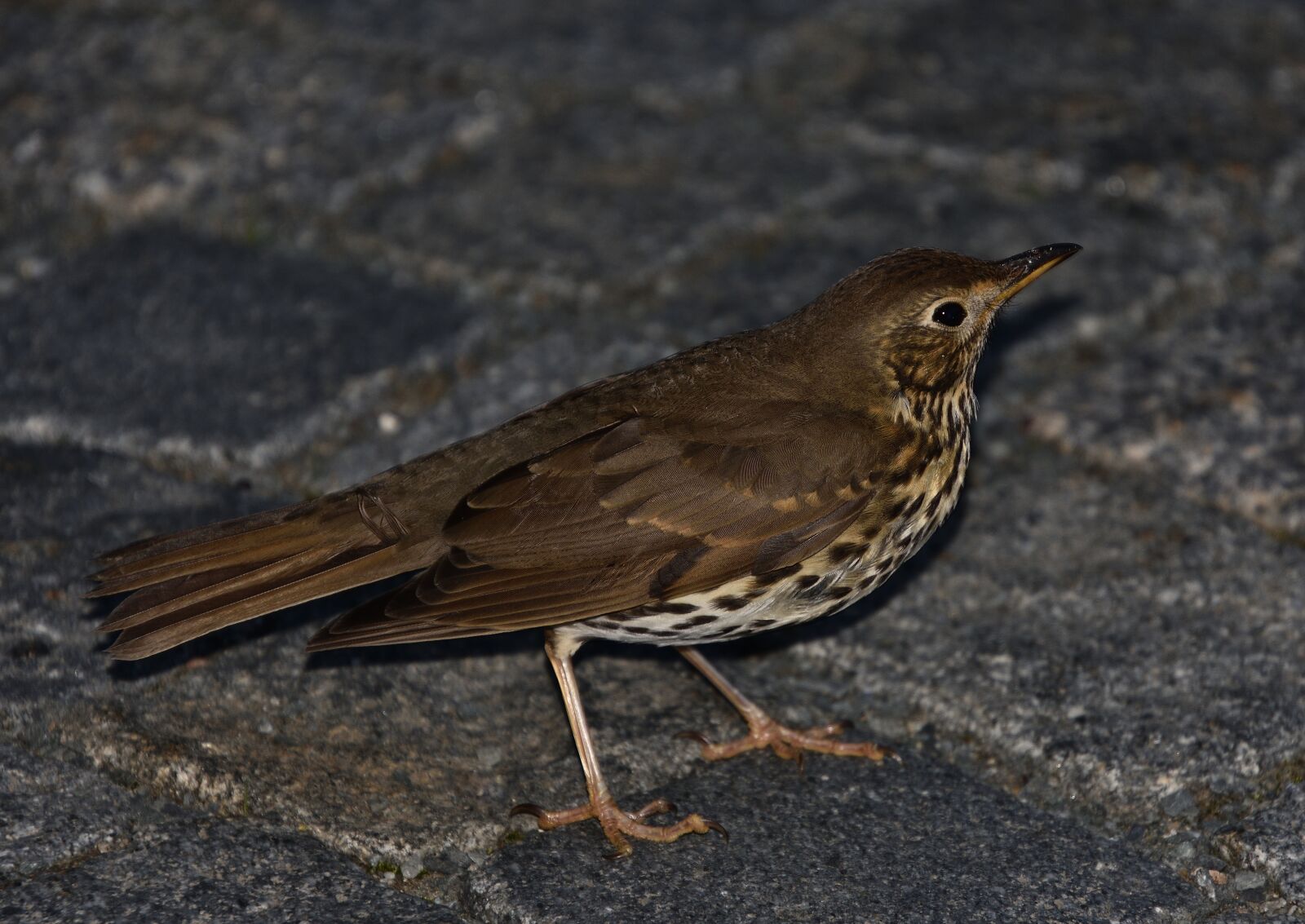 Nikon D3400 sample photo. Bird, blackbird, sitting photography