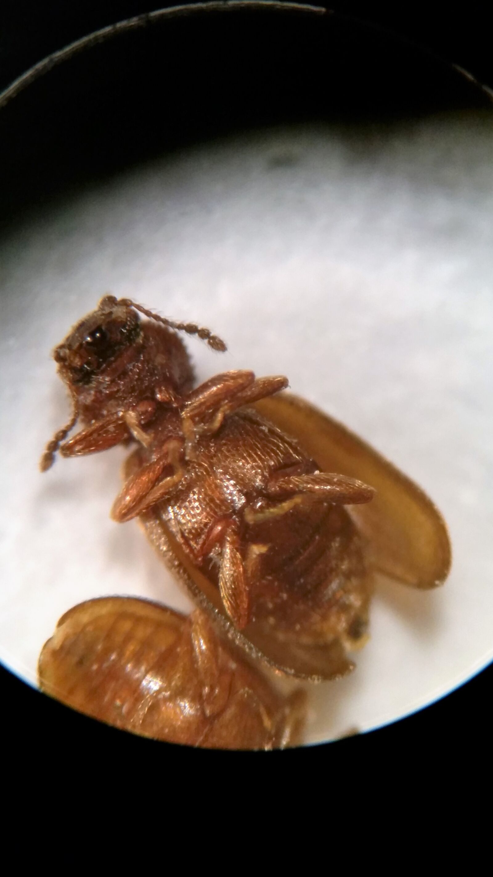 Samsung Galaxy S5 sample photo. Foreign grain beetle, beetle photography