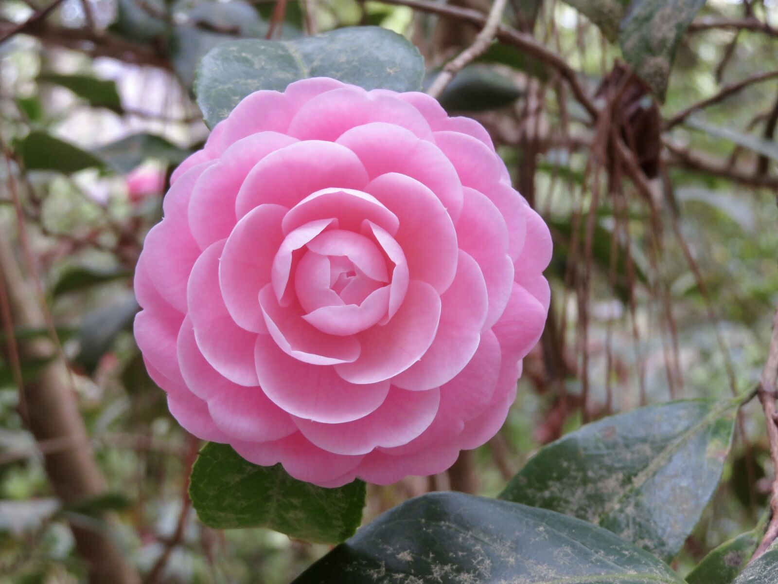 Canon PowerShot SX720 HS sample photo. Camellia, flower, bloom photography