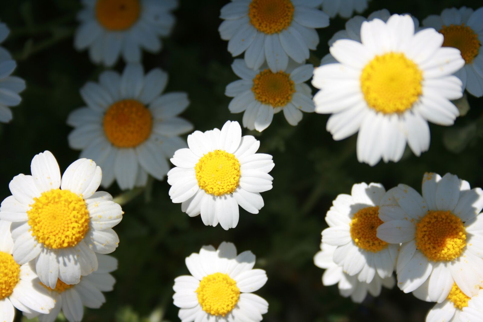 Canon EOS 400D (EOS Digital Rebel XTi / EOS Kiss Digital X) sample photo. Daisy, flower, spring photography