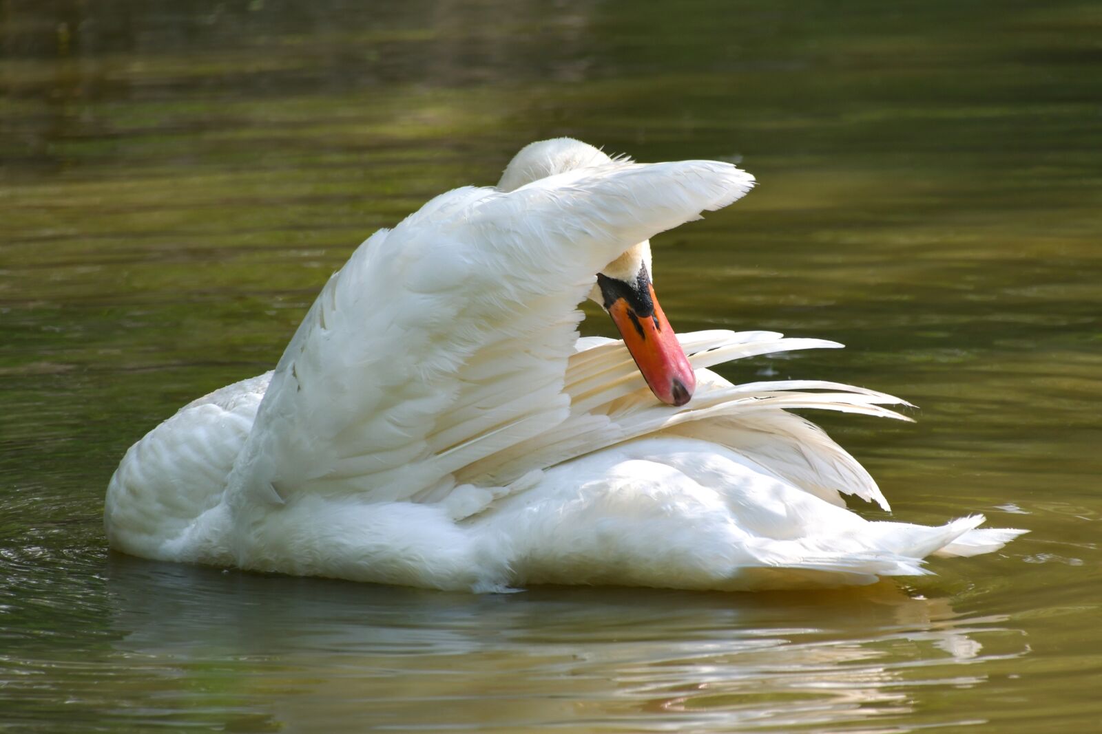 Nikon D500 sample photo. Swan, white, toilet photography