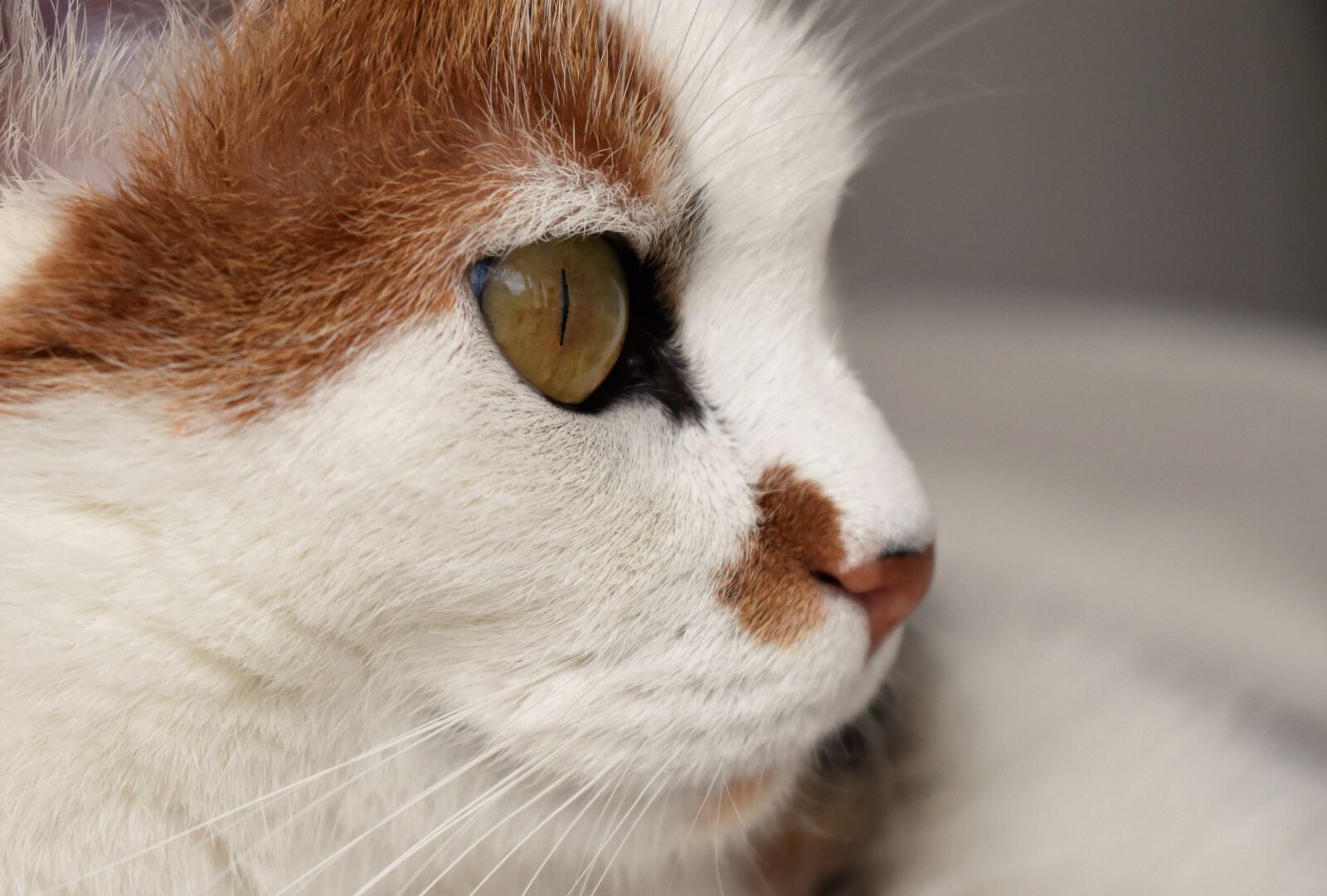 Nikon D5500 sample photo. Cat, animal, white photography
