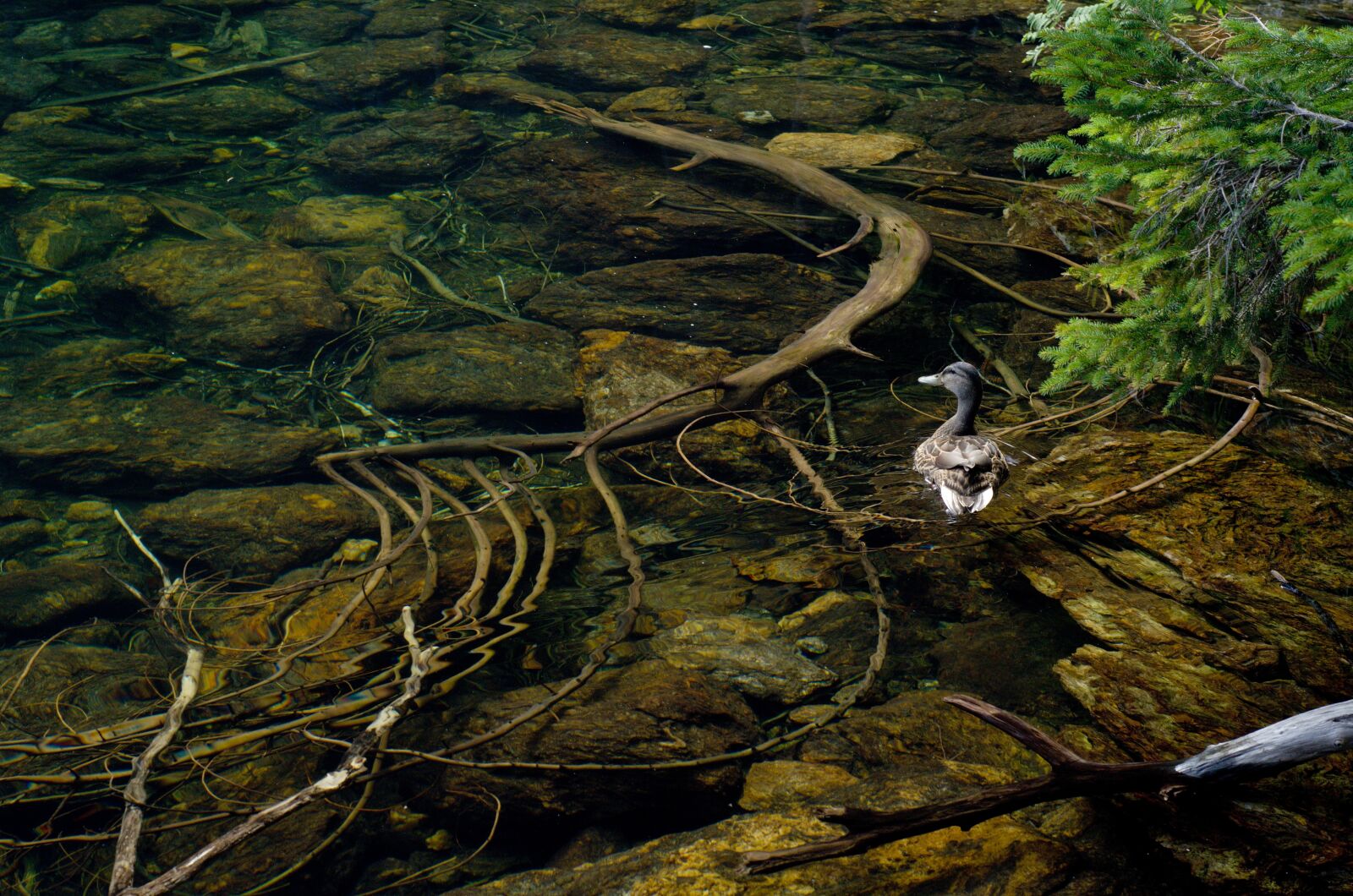 Nikon D7000 sample photo. Duck, water, nature photography