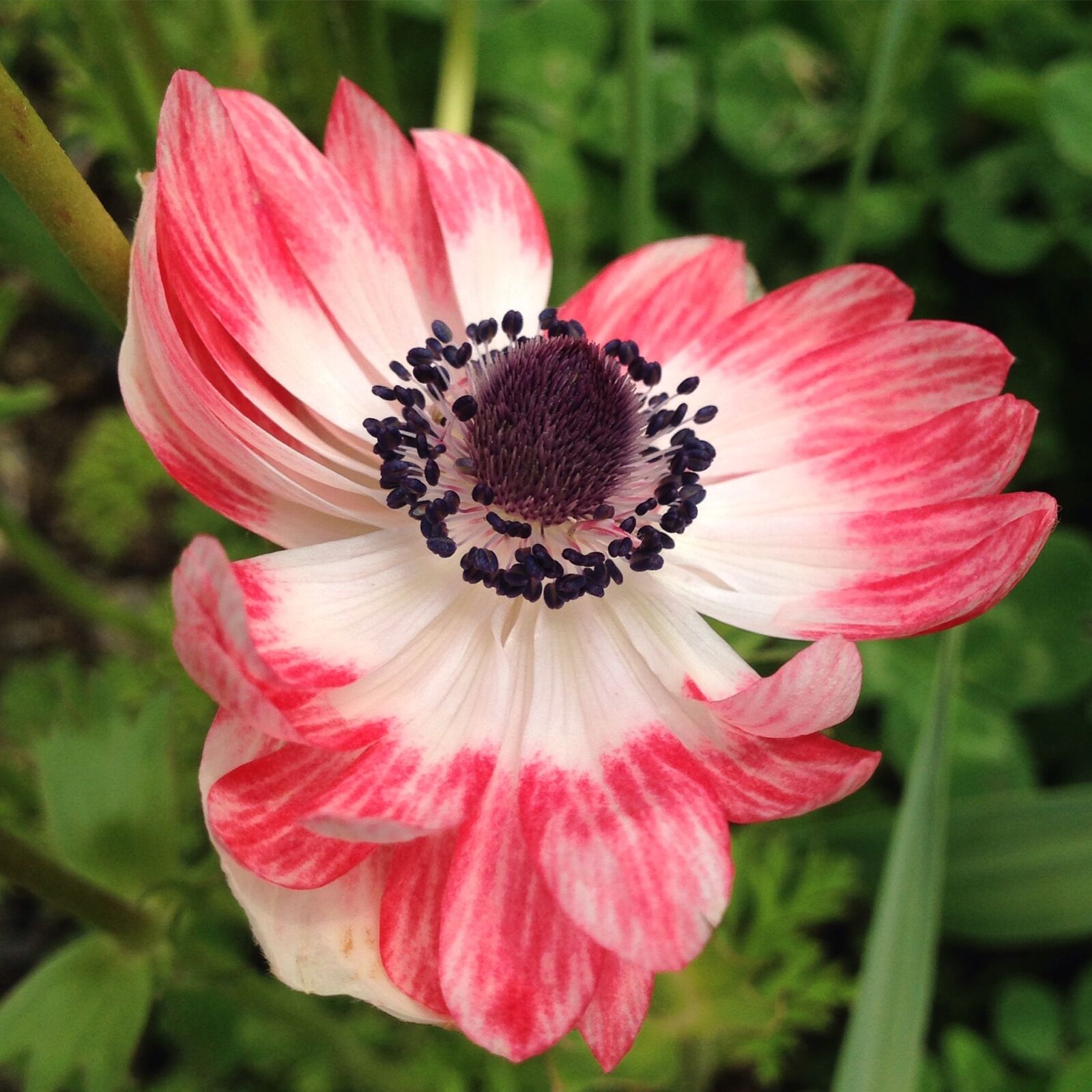 iPhone 5 back camera 4.12mm f/2.4 sample photo. Anemone, flower, spring photography