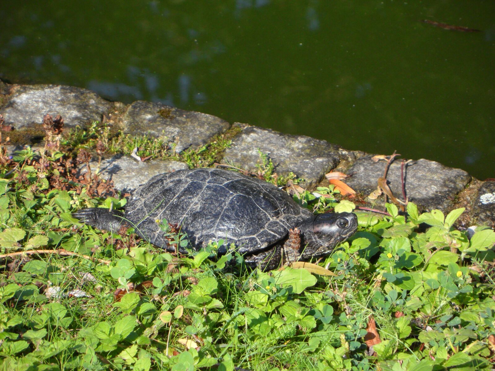 Samsung VLUU WB210, SAMSUNG WB210 sample photo. Turtle, water turtle, on photography