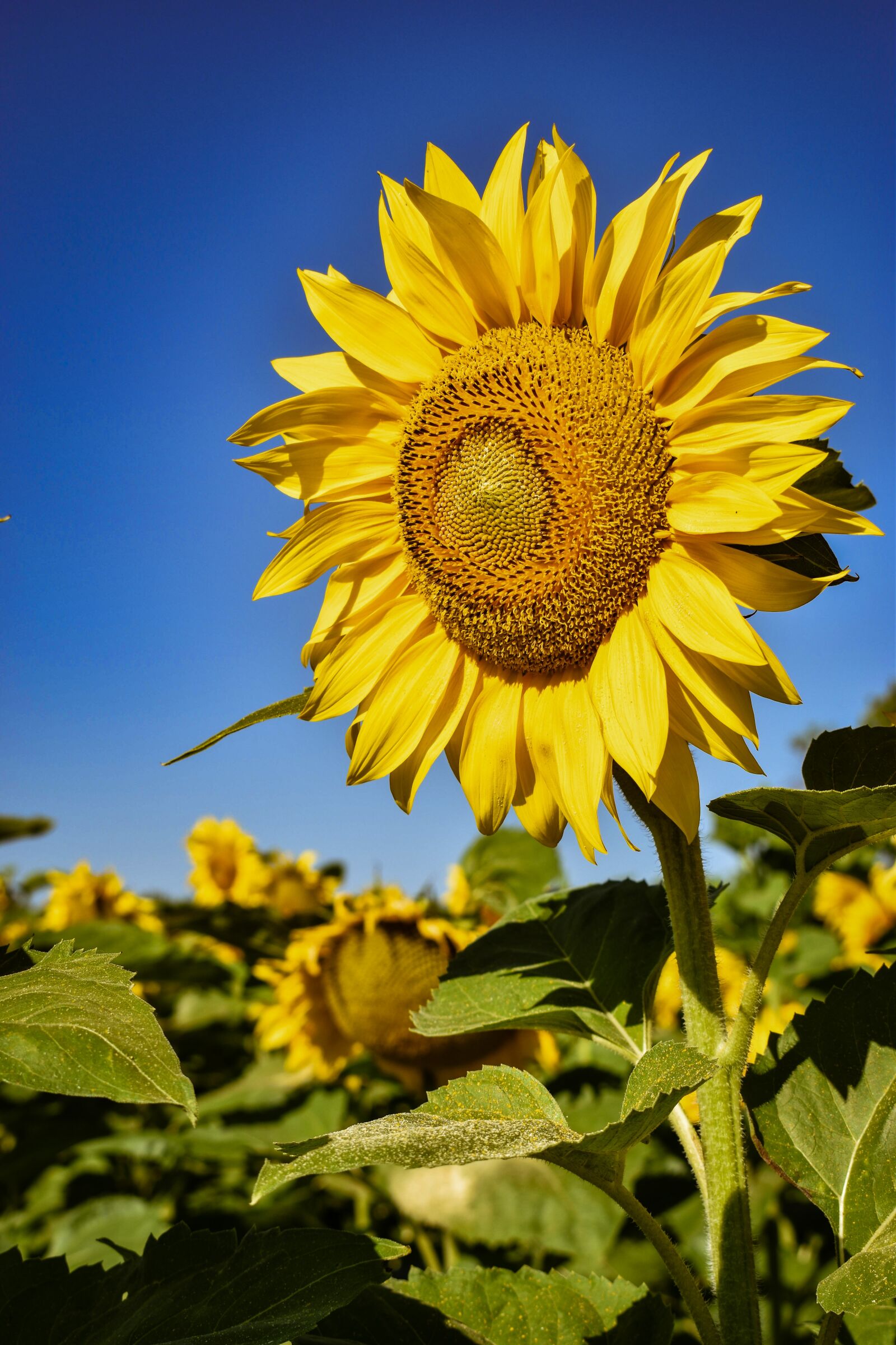 Nikon D3500 sample photo. Sunflower, summer, nature photography