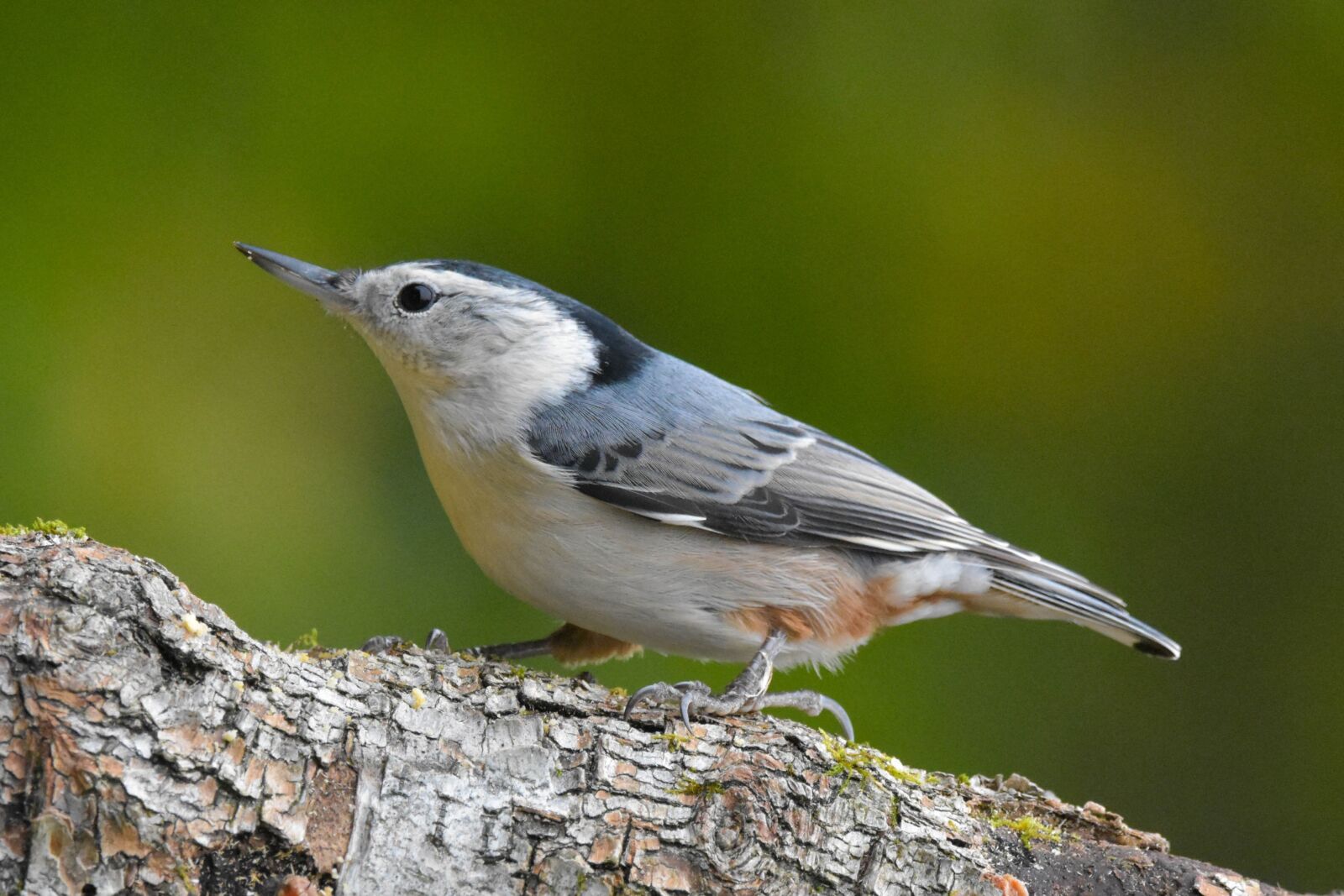 Nikon D3400 sample photo. White-breasted nuthatch, bird, perched photography