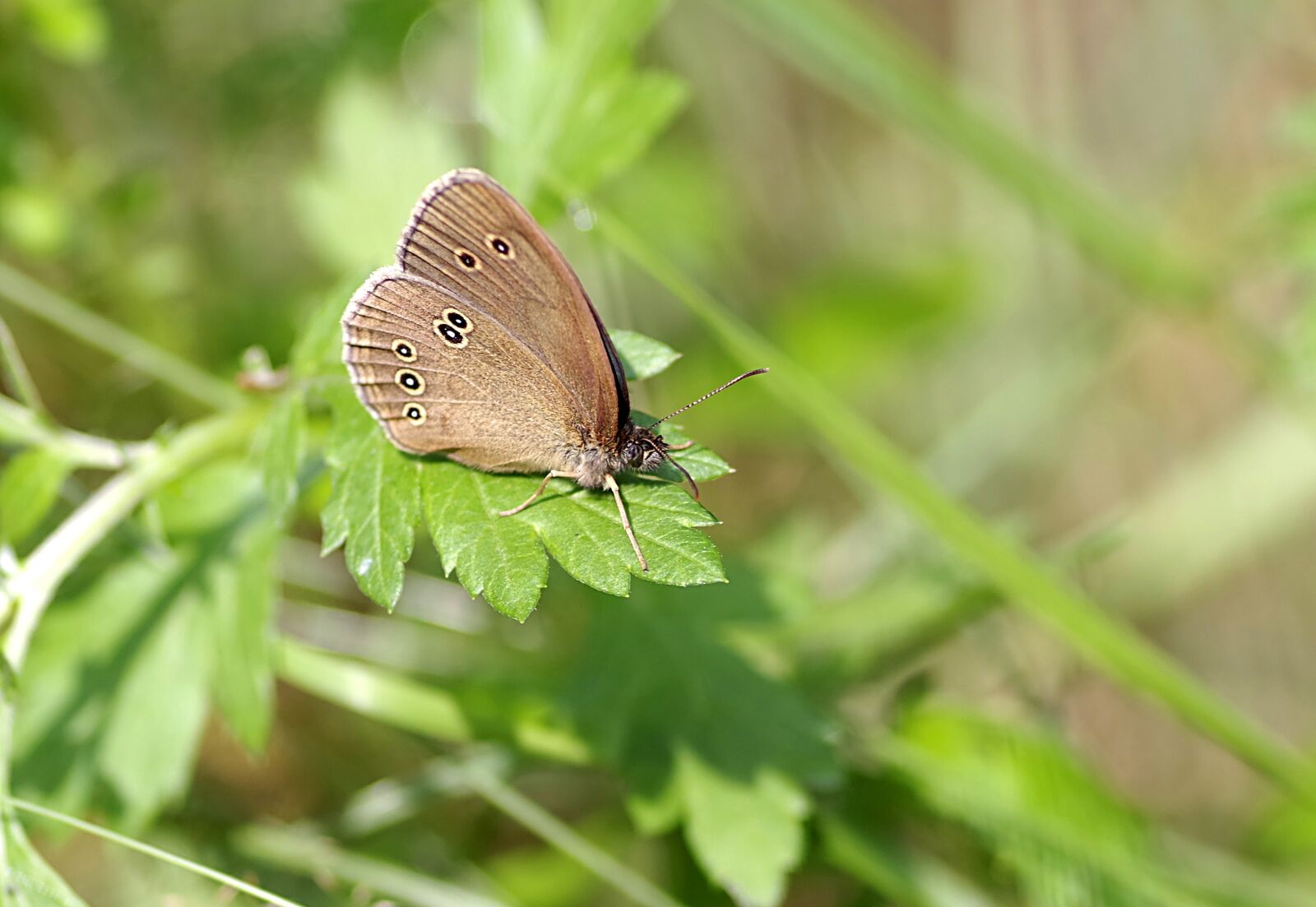 Pentax K-S2 sample photo. Butterfly, dots, brown photography