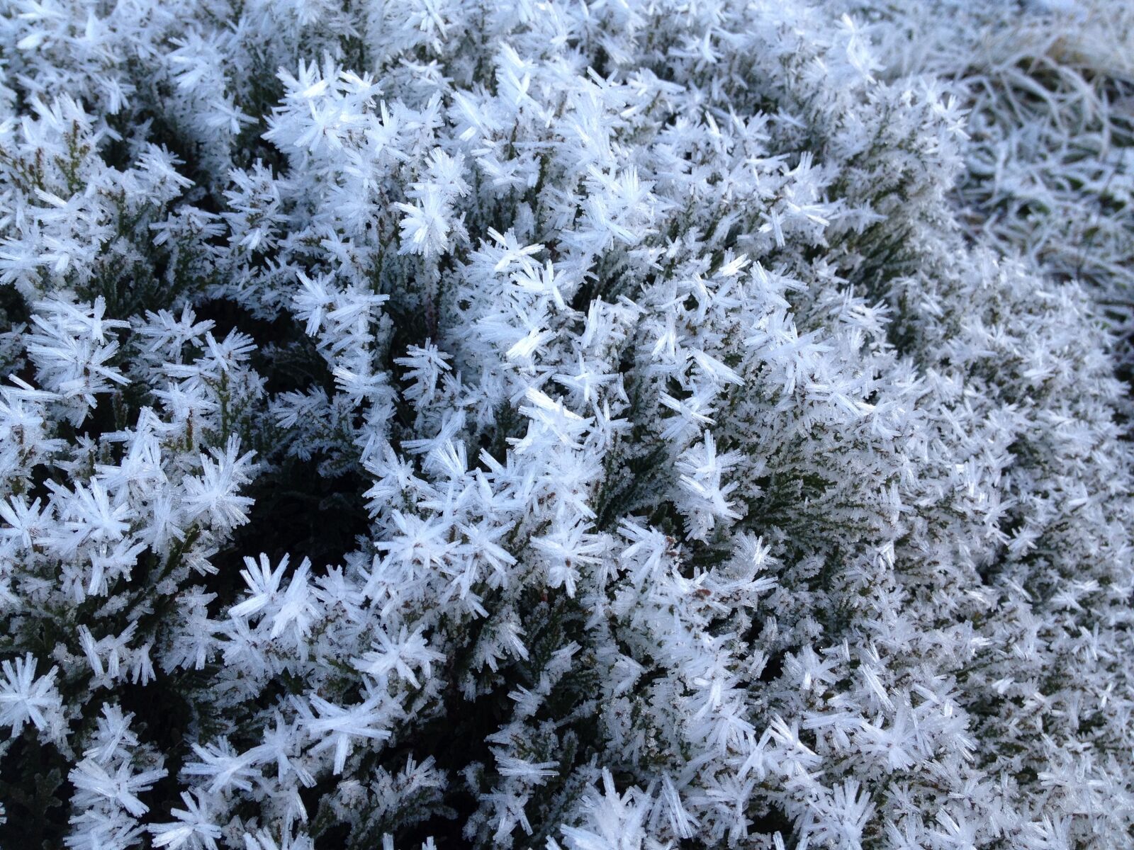 iPhone 4S back camera 4.28mm f/2.4 sample photo. Snow, frost, winter photography