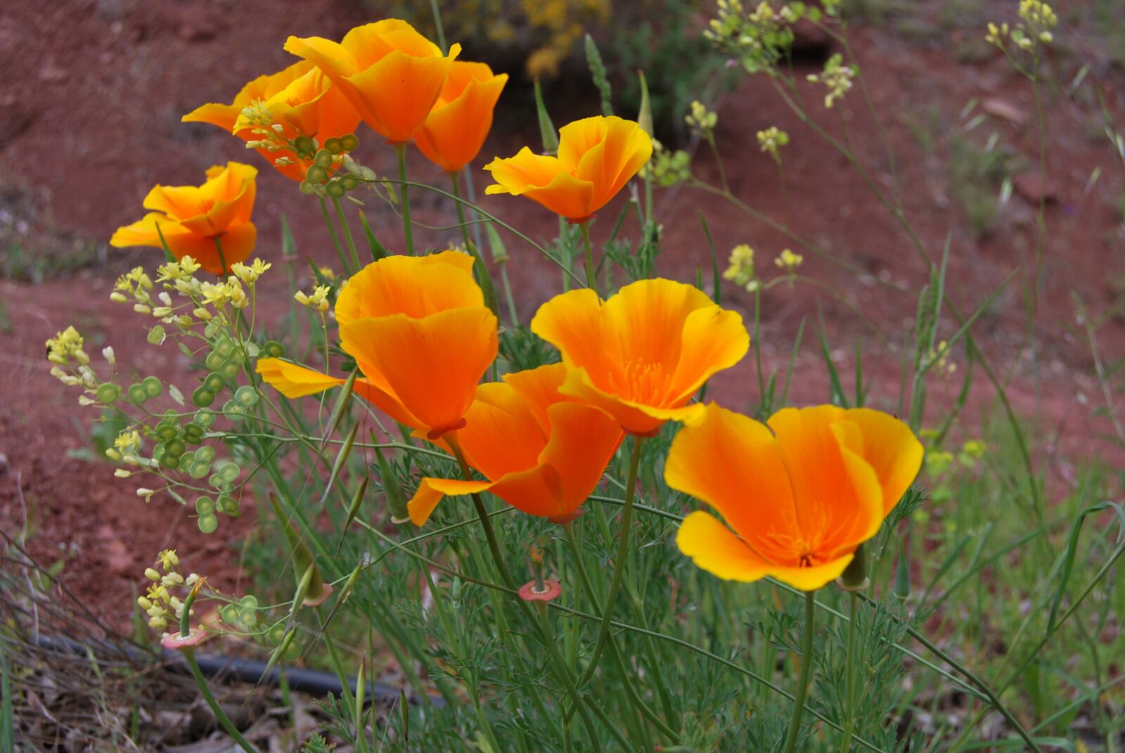 Nikon D60 sample photo. Yellow, orange, flower photography