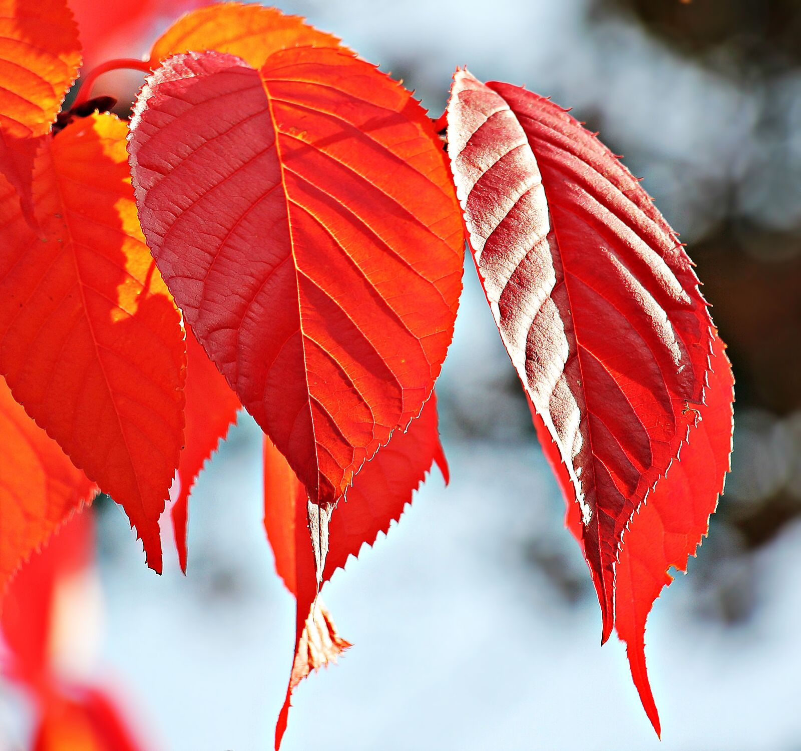 Canon EOS 550D (EOS Rebel T2i / EOS Kiss X4) sample photo. Autumn, fall leaves, leaves photography
