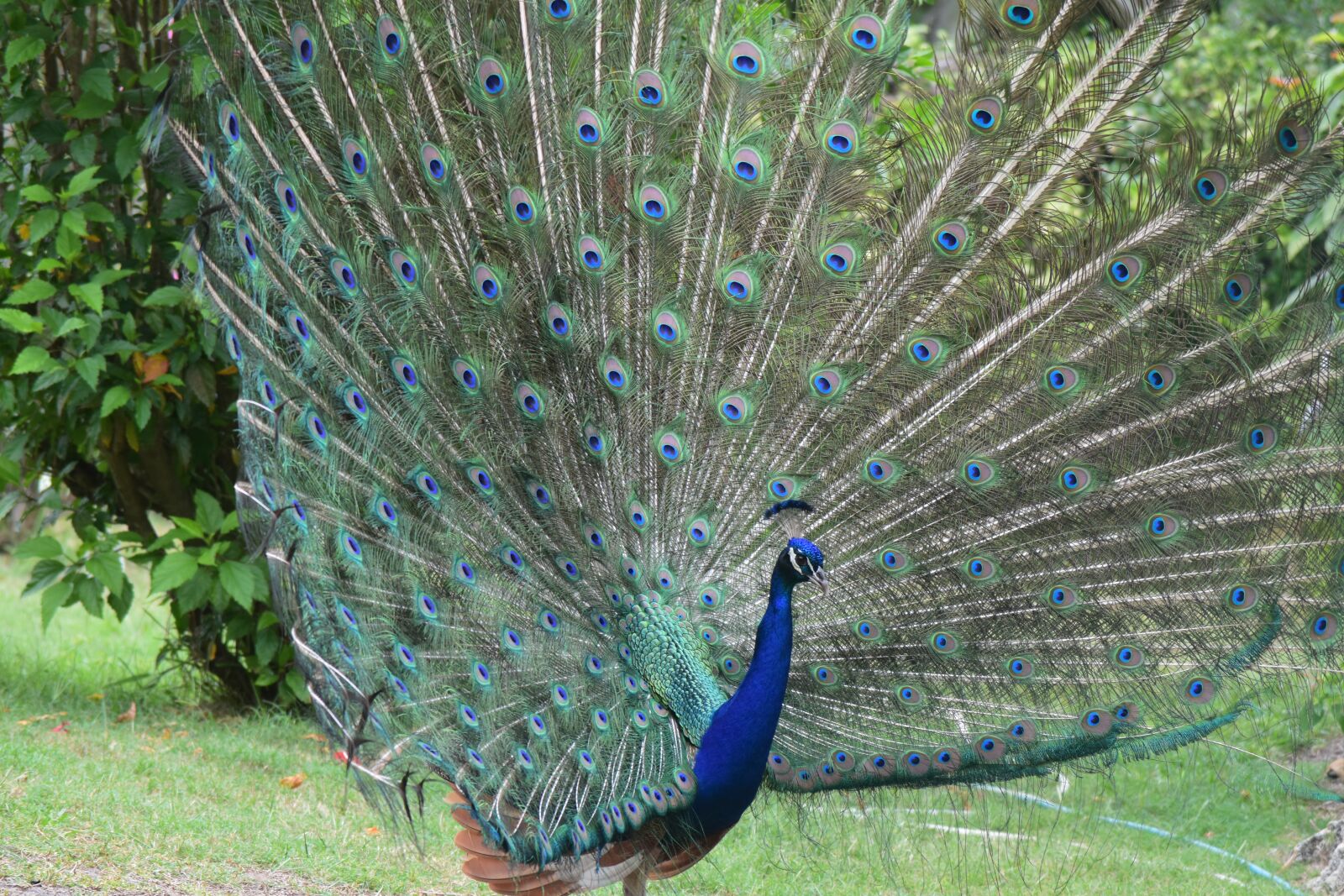 Nikon D5500 sample photo. Peacock, turquoise, windy photography