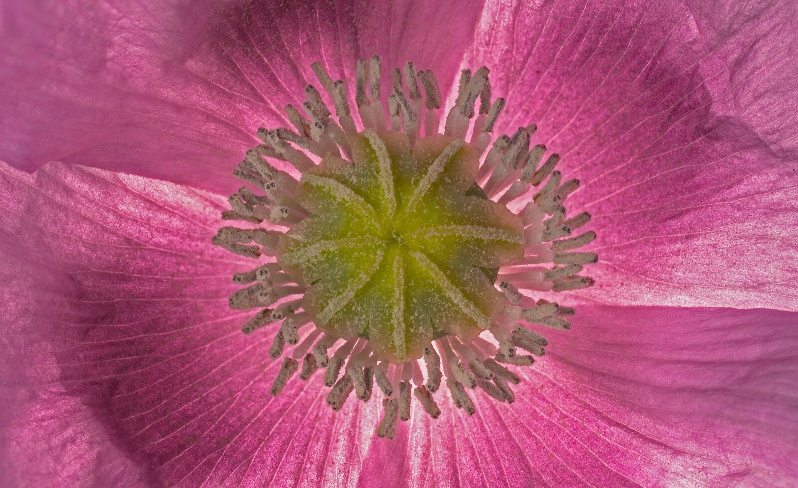 Panasonic Lumix DC-G9 + Olympus M.Zuiko Digital ED 60mm F2.8 Macro sample photo. Poppy, poppy flower, anther photography