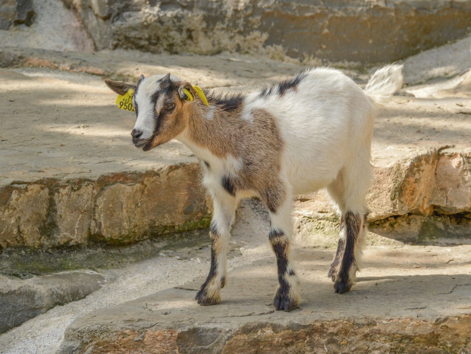 Nikon D3200 sample photo. Goat, animal, nature photography