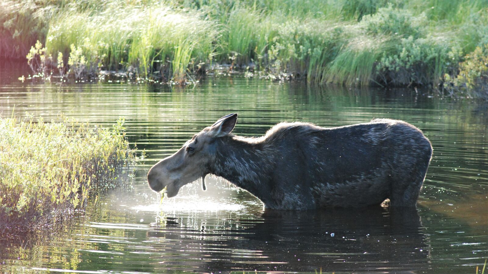 Nikon D80 sample photo. Moose, eating, nature photography