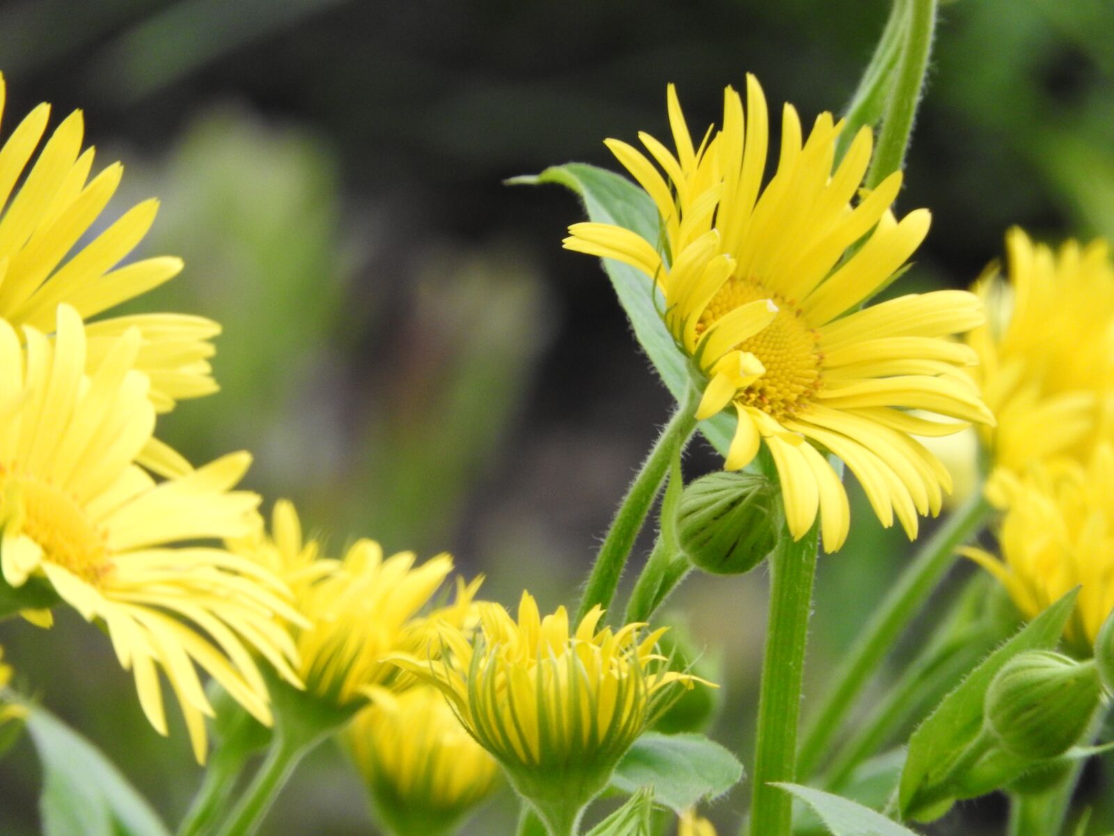 Nikon Coolpix P610 sample photo. Flower, spring, yellow photography