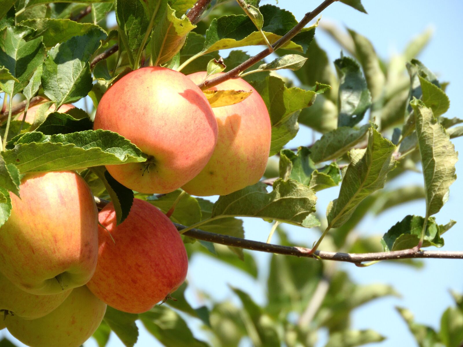 Nikon Coolpix B700 sample photo. Apple, harvest, fruit photography