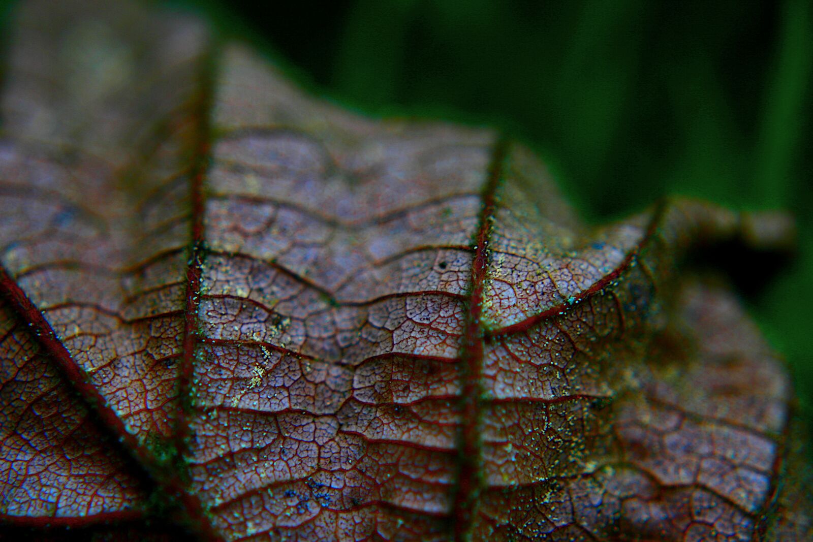 Canon EOS 30D sample photo. Macro, leaf, nature photography