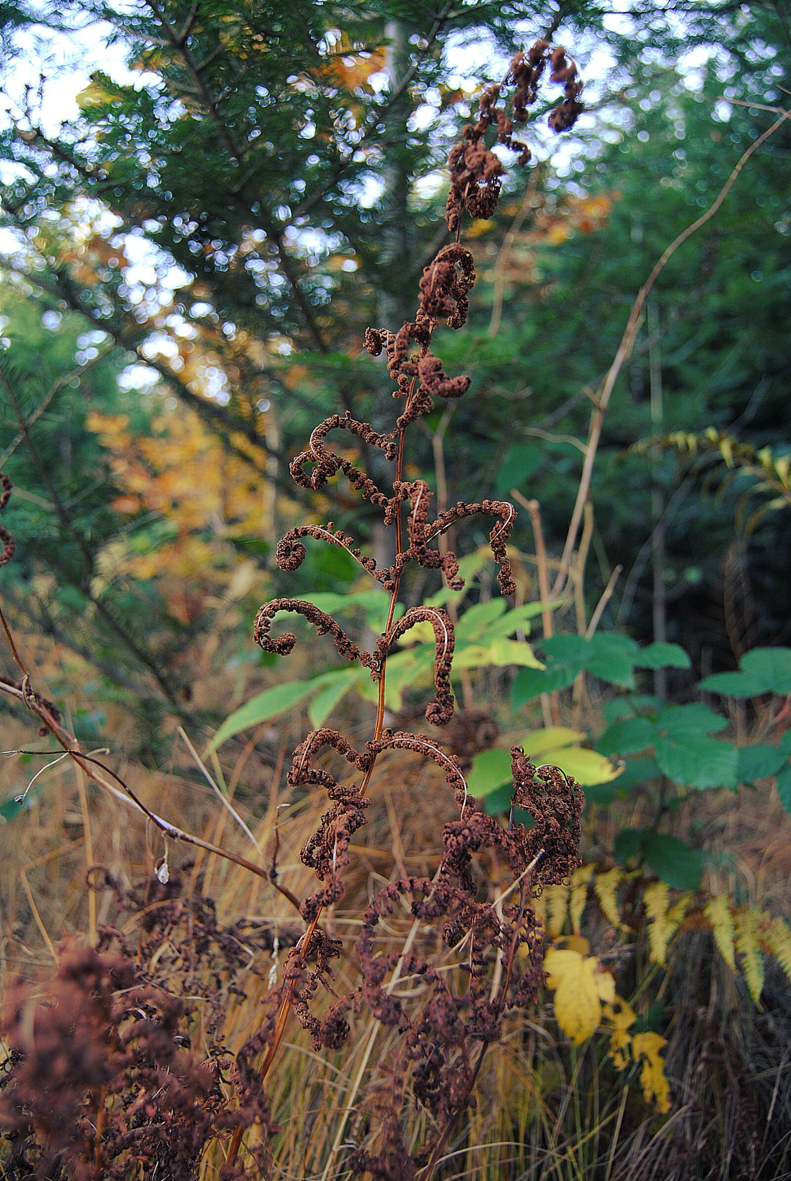 Nikon D3000 sample photo. Forest, autumn, gold photography