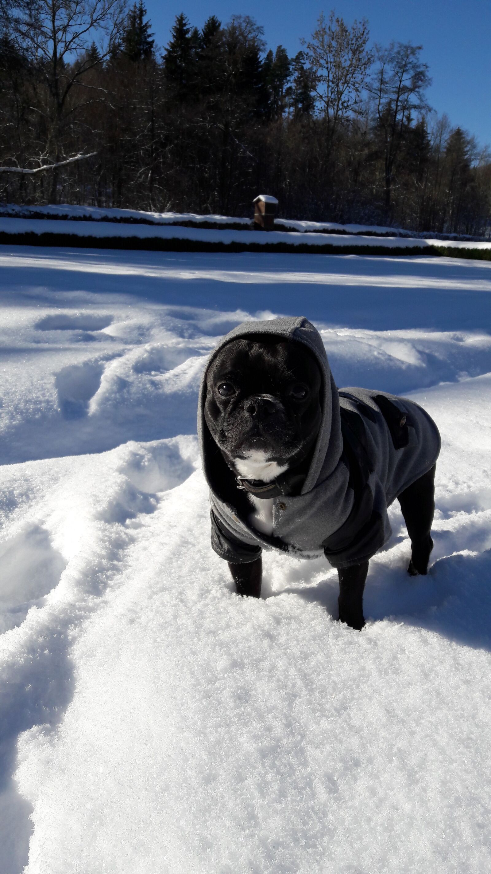 Samsung Galaxy A5(2016) sample photo. French bulldog, bulldog, animal photography