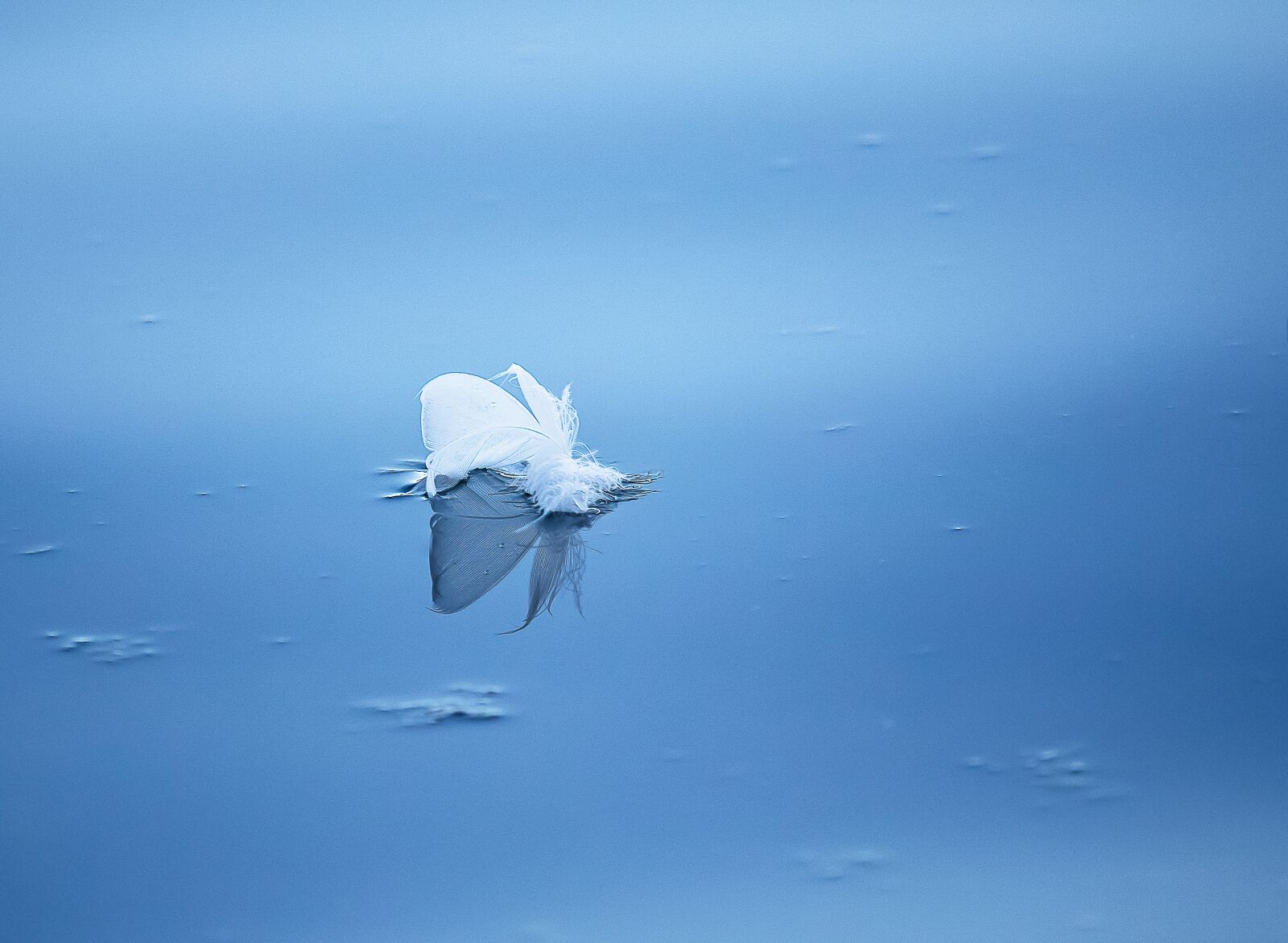 Canon EF-S 55-250mm F4-5.6 IS STM sample photo. Feather, white, water photography