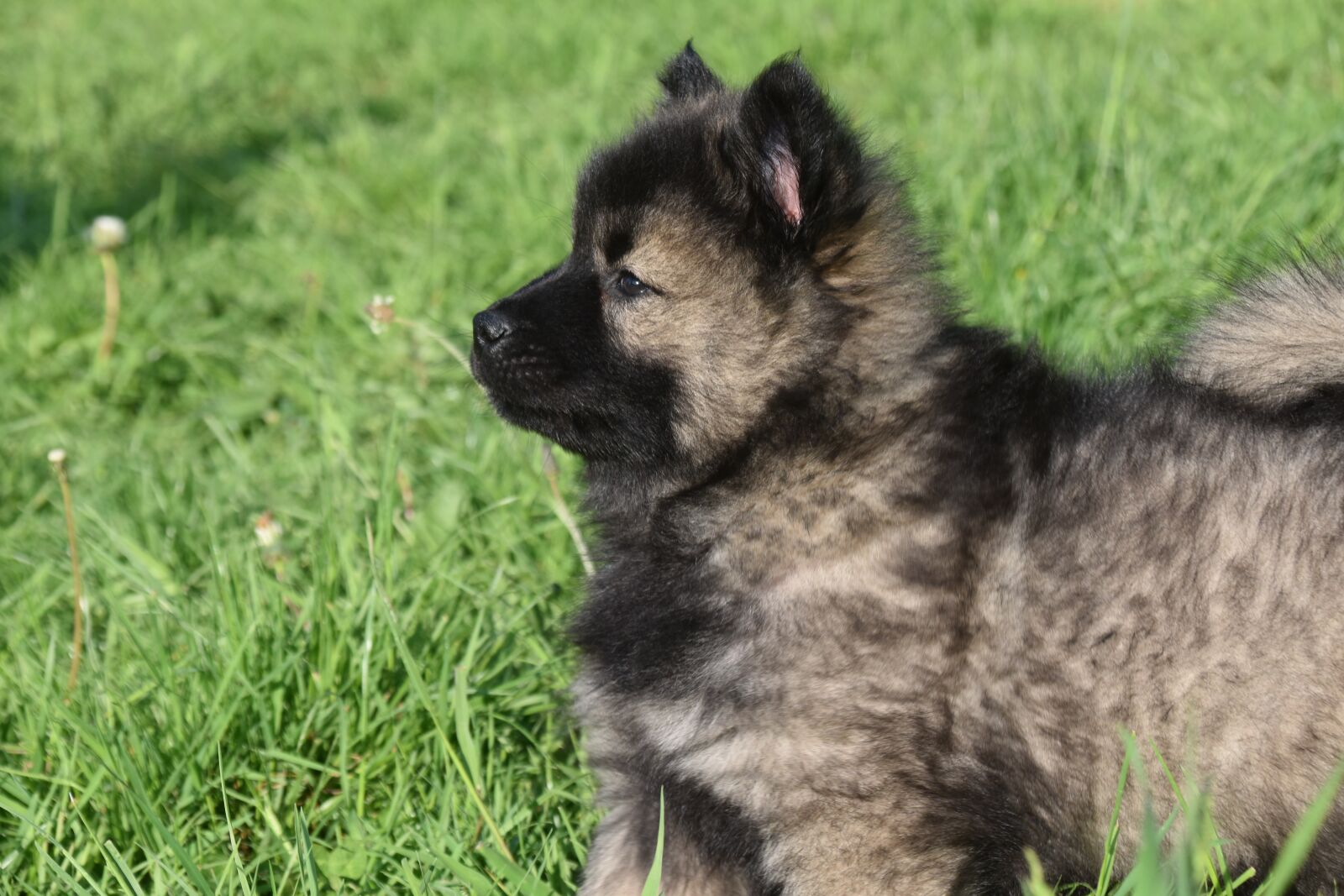 Nikon D5600 sample photo. Dog, puppy, pup photography