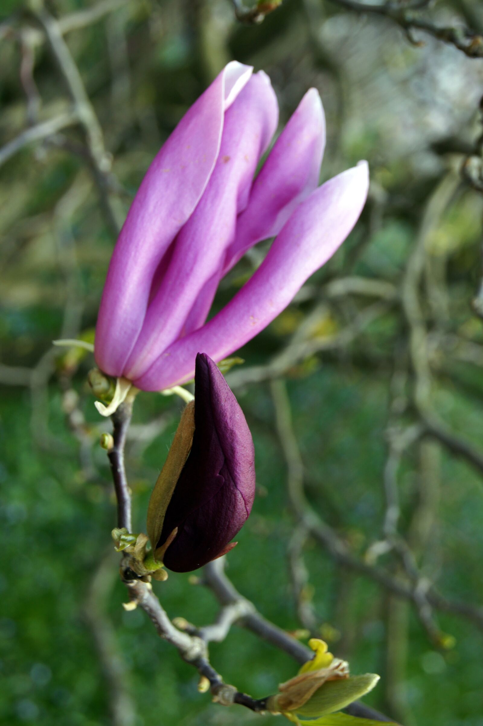 Sony Alpha DSLR-A450 sample photo. Nature, flowers, macro photography