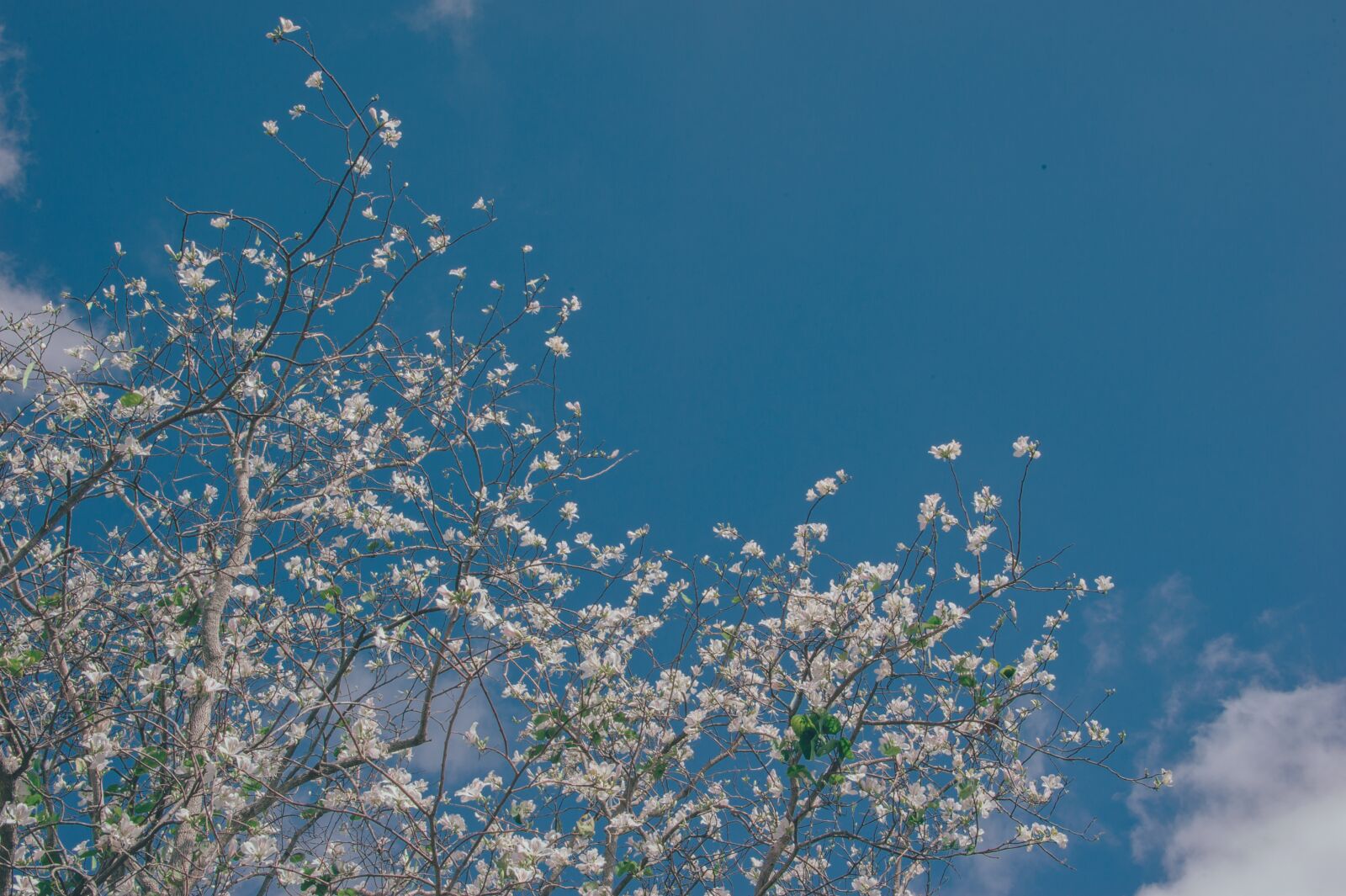 Nikon D700 sample photo. Sky, flowers, nature photography