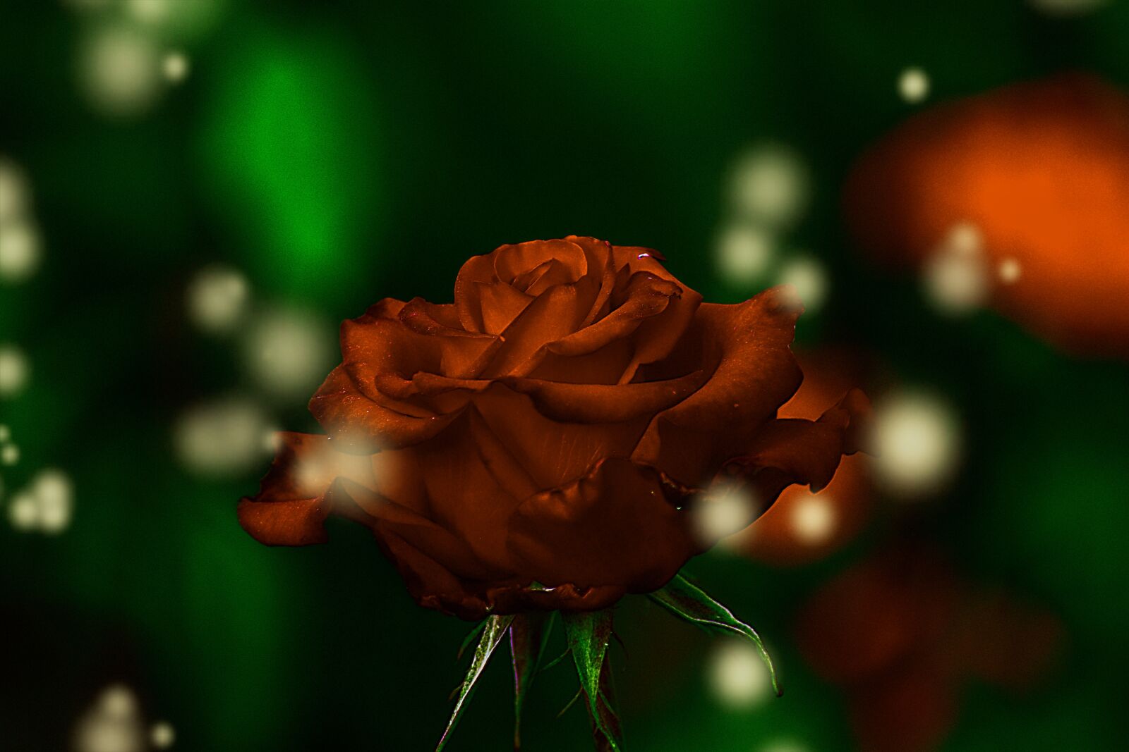 Nikon D3400 sample photo. Flower, nature, romantic photography