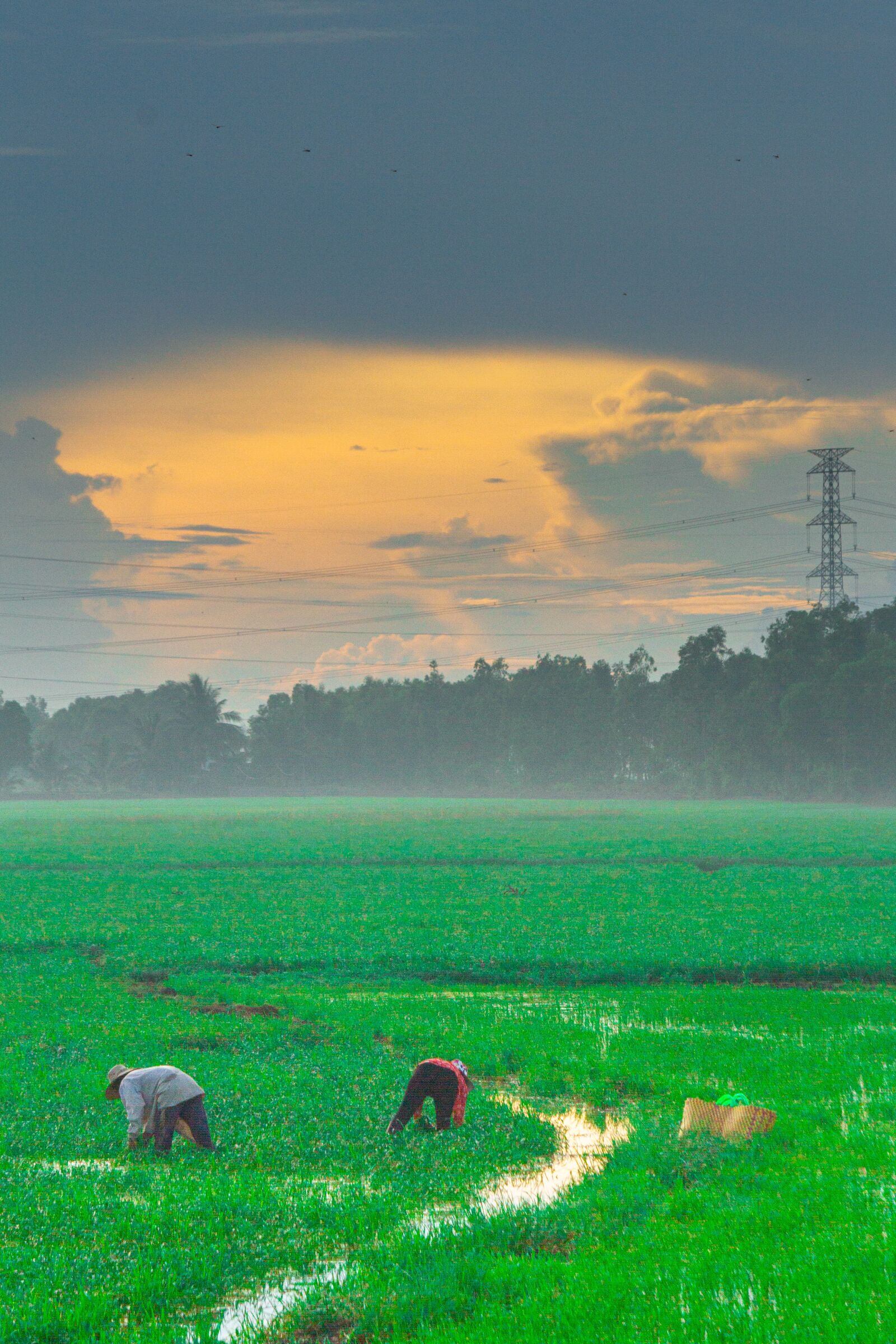 Canon EOS 7D sample photo. Rice, country, vietnam photography