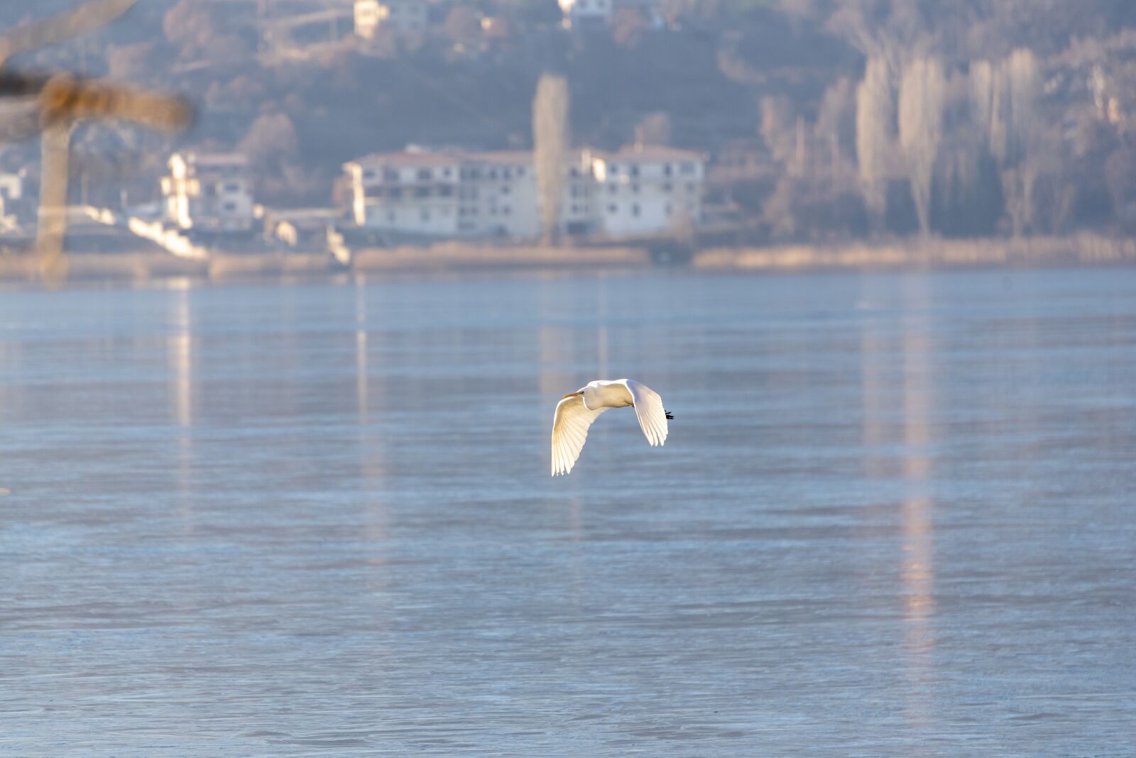 Nikon D750 sample photo. Ice, frozen, birds photography