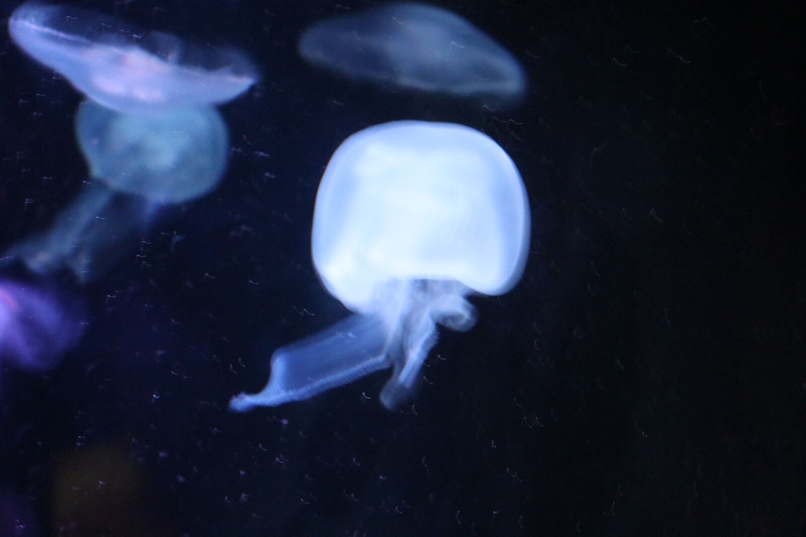 Canon EOS 80D sample photo. Jellyfish, jellyfishes photography